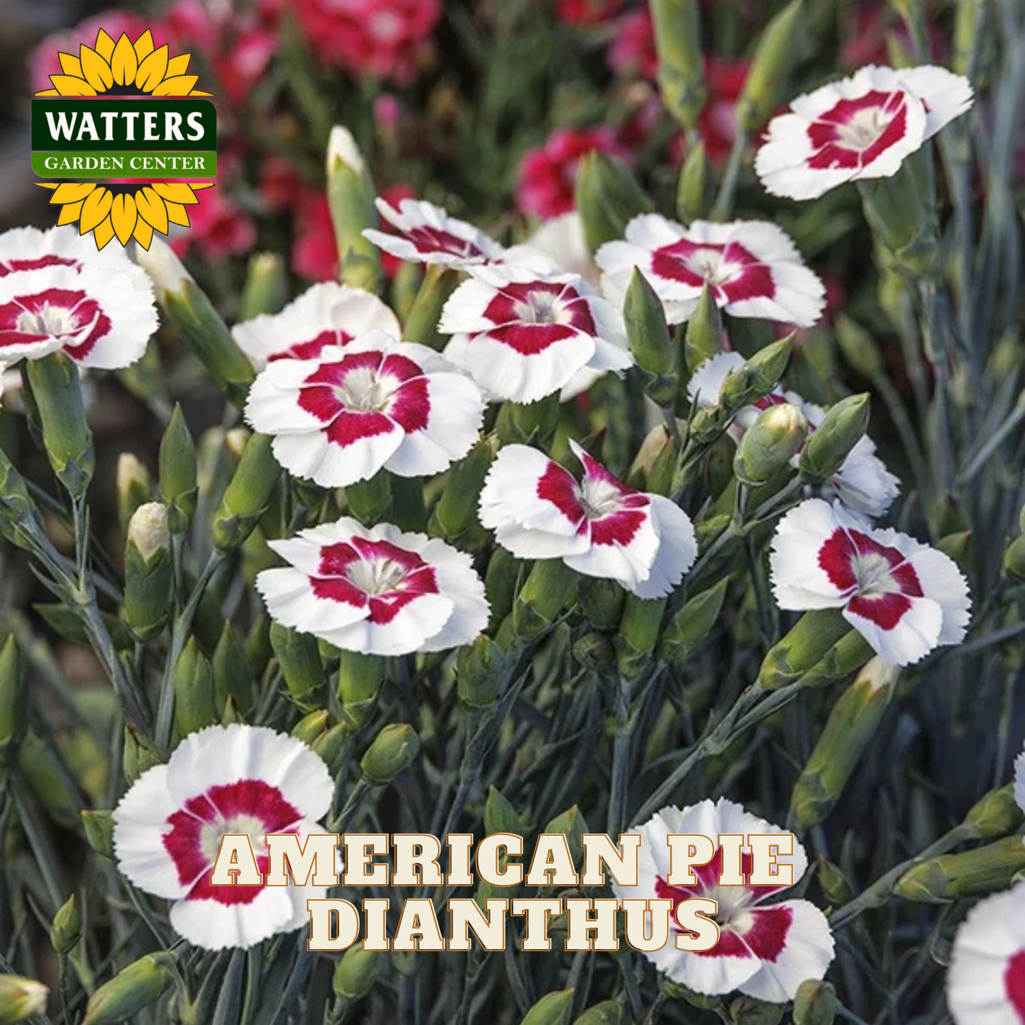 Red and white dianthus flowers with Watters Garden Center logo and 'American Pie Dianthus' text.