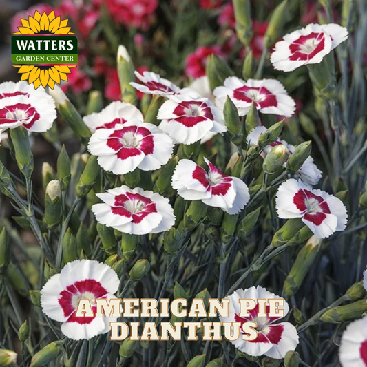 Red and white dianthus flowers with Watters Garden Center logo and 'American Pie Dianthus' text.