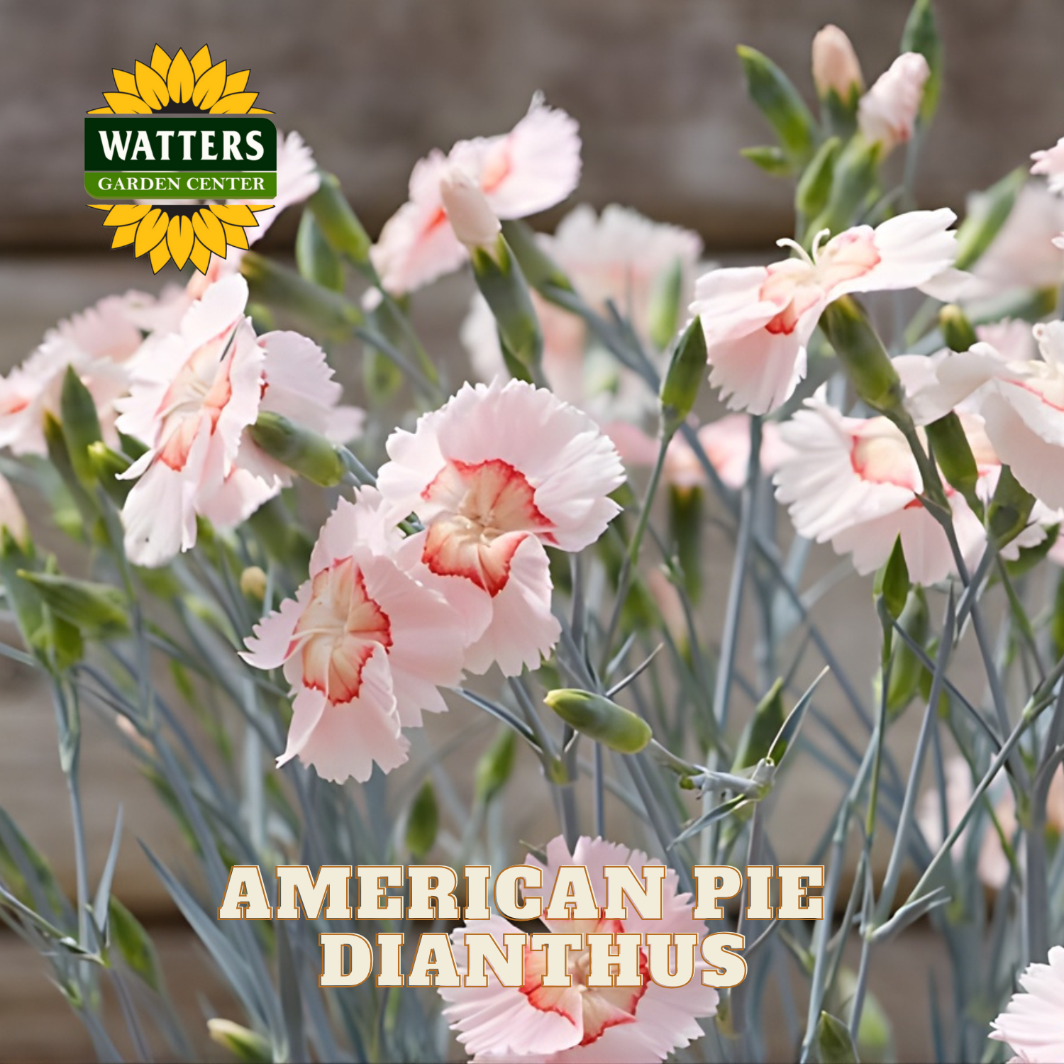Pink dianthus flowers with Watters Garden Center logo and 'American Pie Dianthus' text.