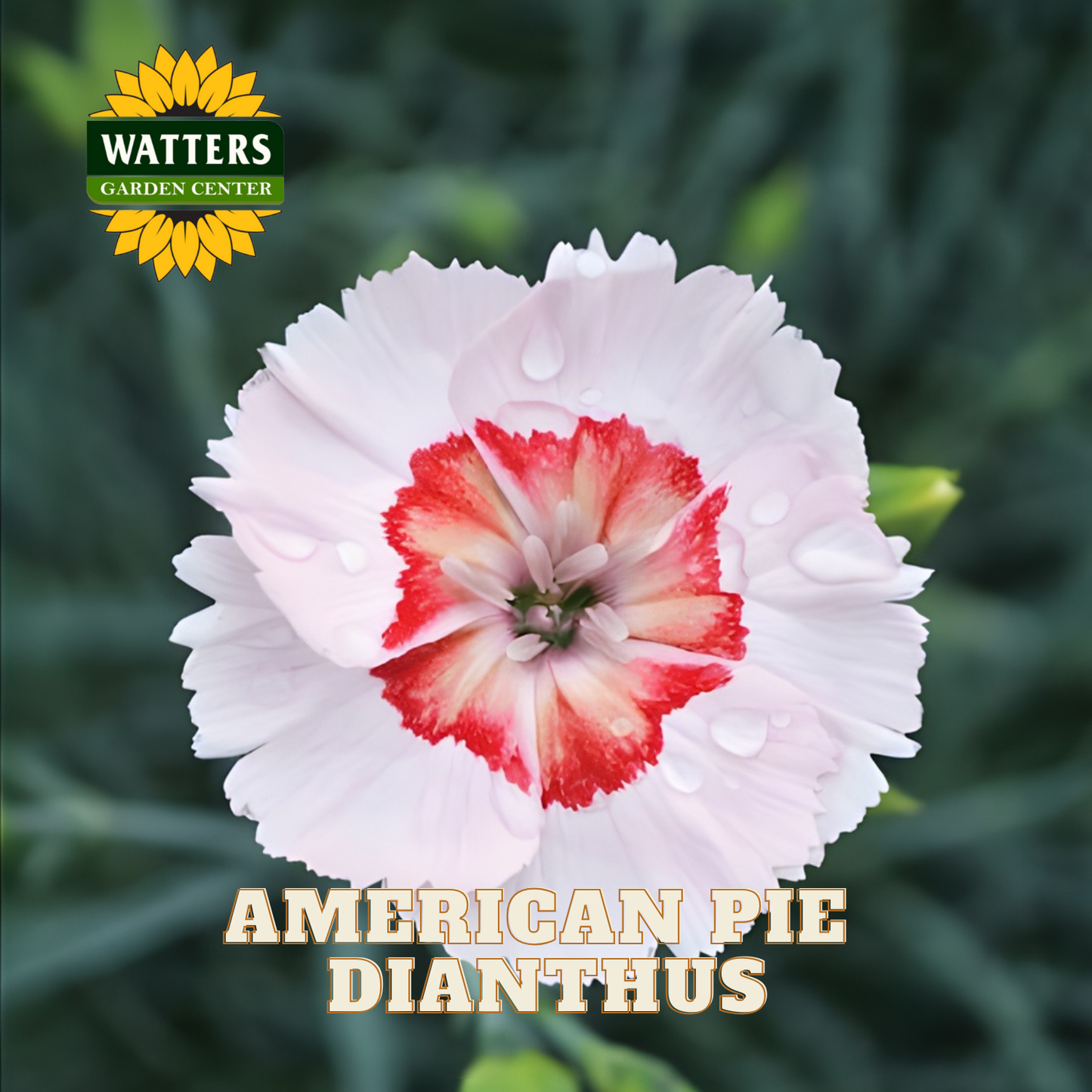 White and red dianthus flower with Watters Garden Center logo