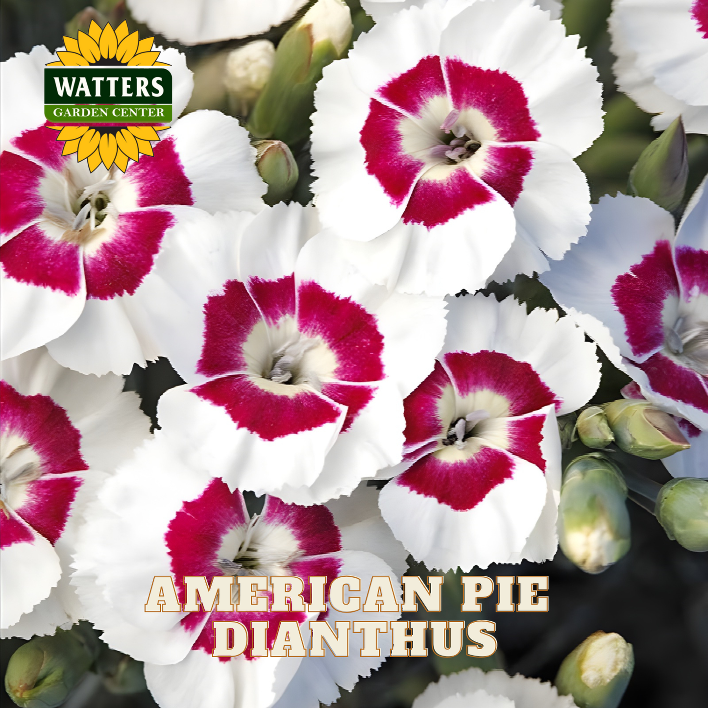 Close-up of American Pie Dianthus flowers with Watters Garden Center logo.