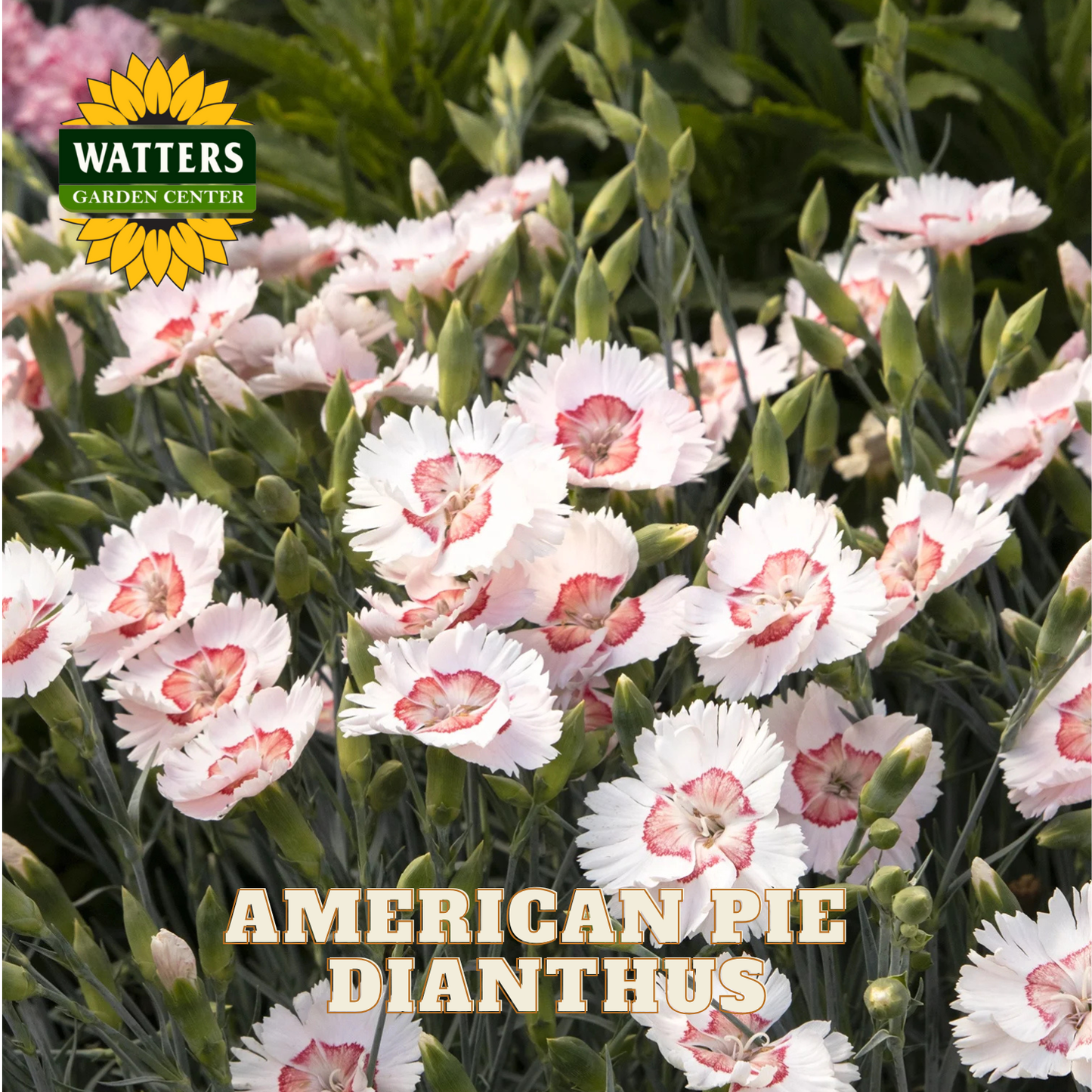 Pink and white dianthus flowers with Watters Garden Center logo.