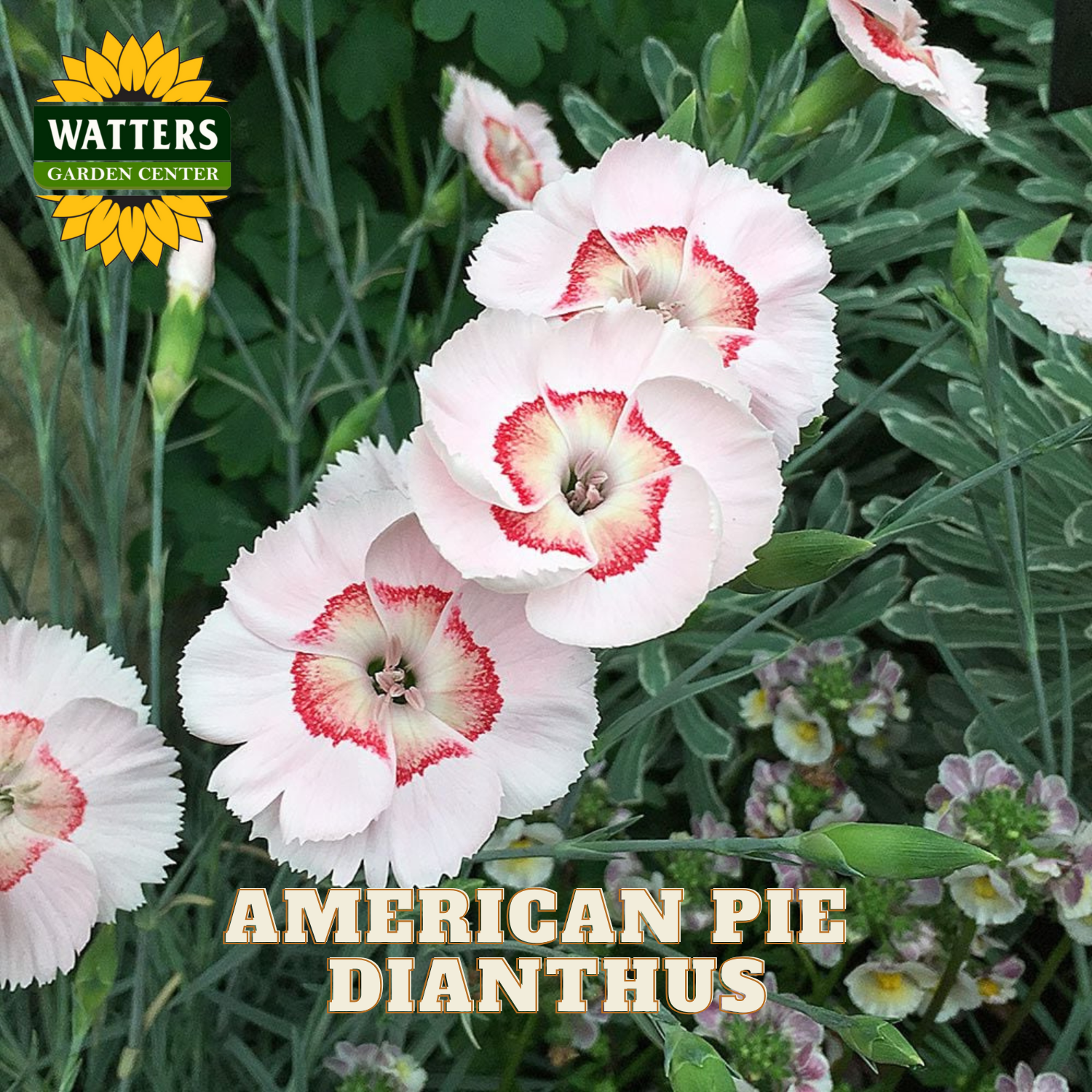 Pink and red American Pie Dianthus flowers with Watters Garden Center branding.