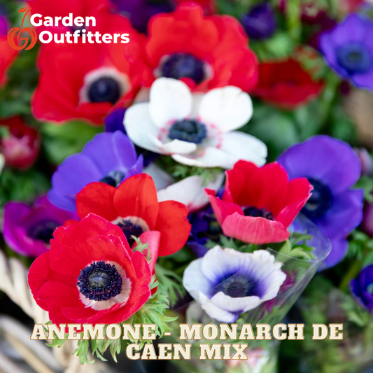 A close-up of anemone and monarch flowers in a garden-style mix, with pink, purple, red, and white blossoms among green foliage. Text at the top left reads 'Garden Outfitters,' and text at the bottom reads 'ANEMONE - MONARCH DE CAEN MIX.