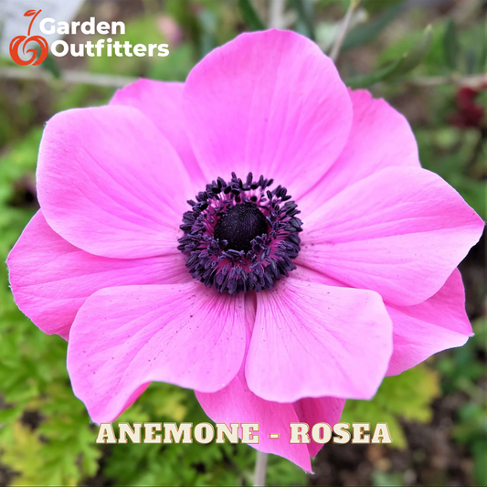 A close-up of a pink anemone flower with a dark purple-black center, shown outdoors with green foliage blurred in the background. The text 'Garden Outfitters' appears in the top-left corner, and 'ANEMONE - ROSEA' is written at the bottom.