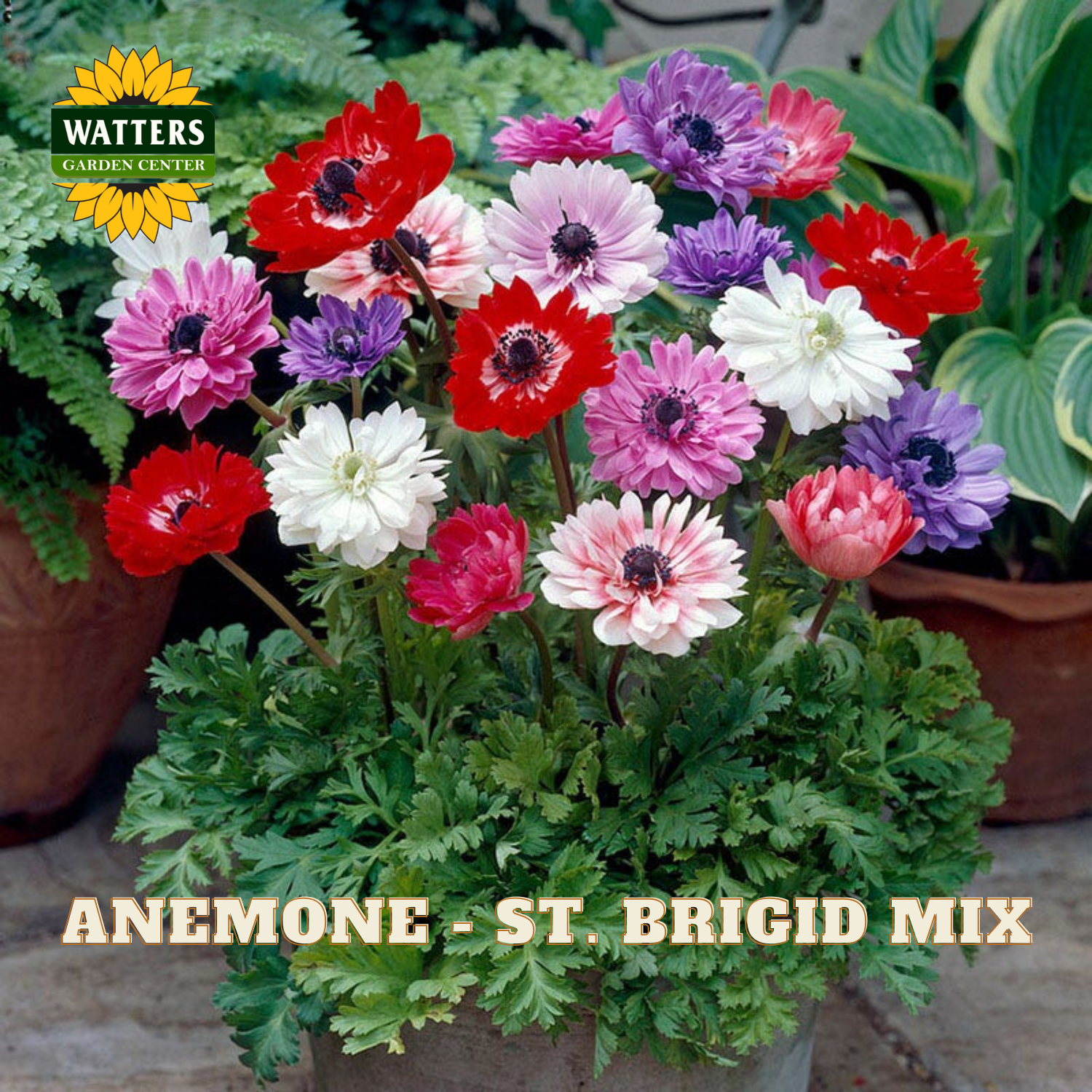 Colorful anemone flowers in a pot with Watters Garden Center branding.