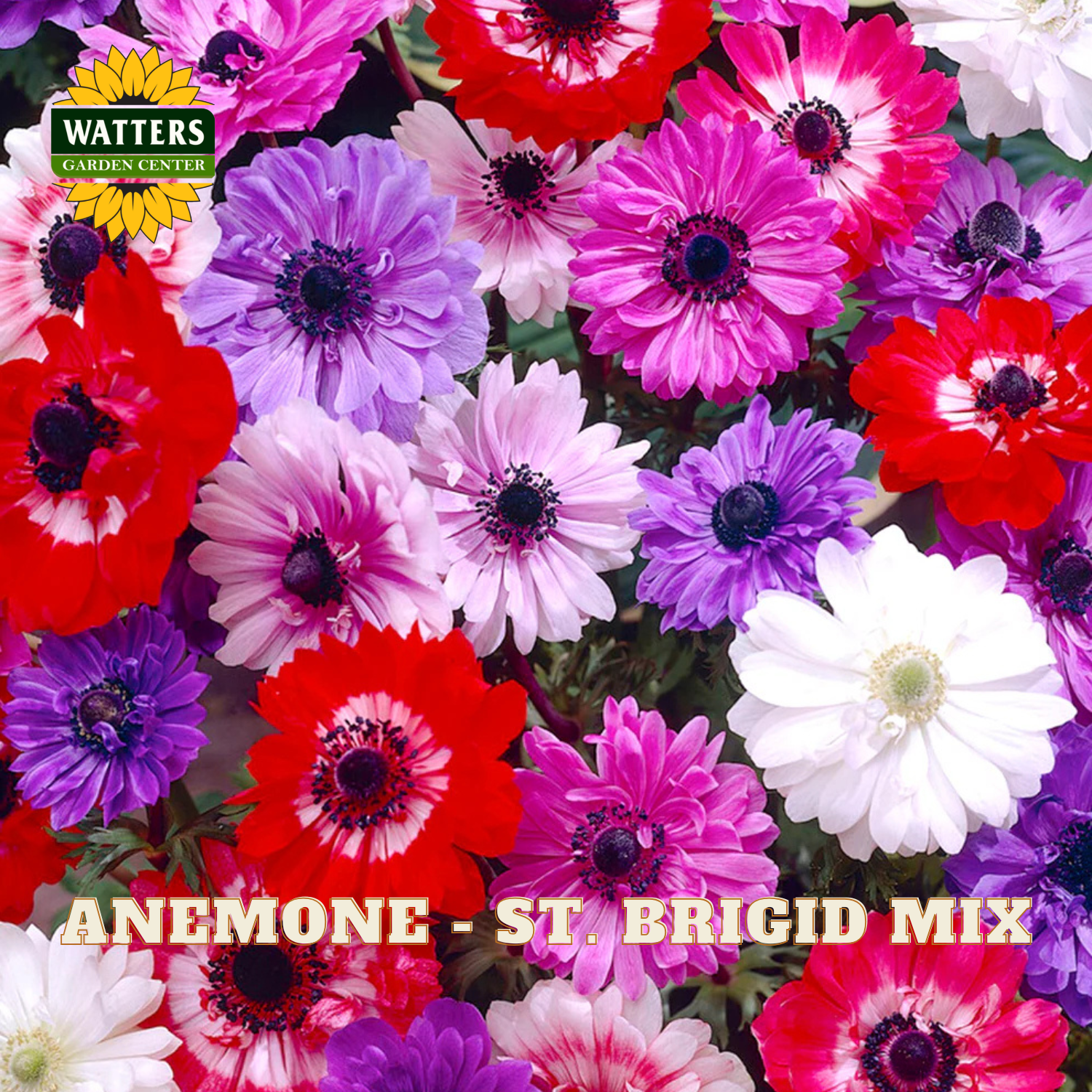 Colorful anemone flowers with Watters Garden Center logo and 'Anemone - St. Brigid Mix' text.
