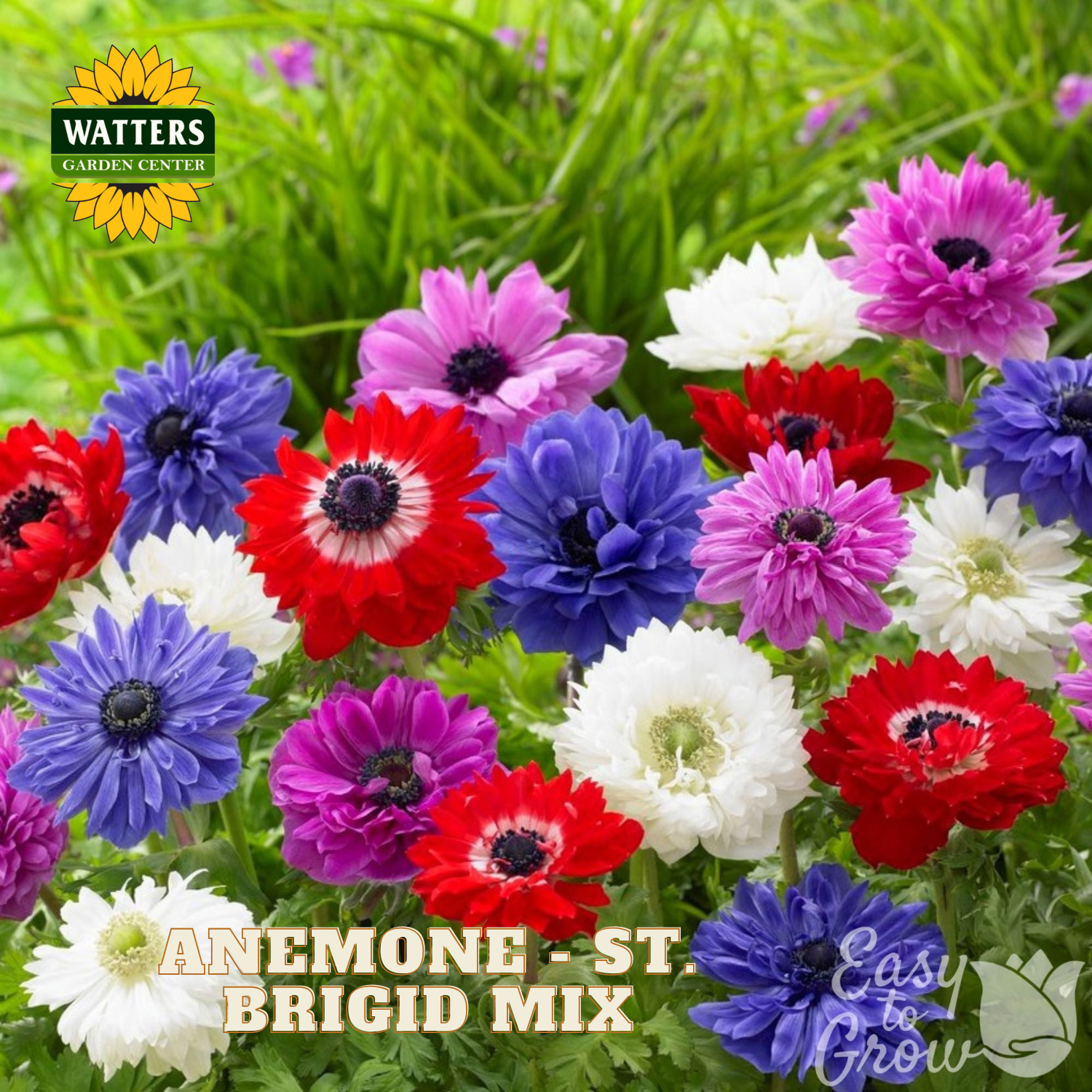 Colorful anemone flowers with Watters Garden Center branding on a green background.