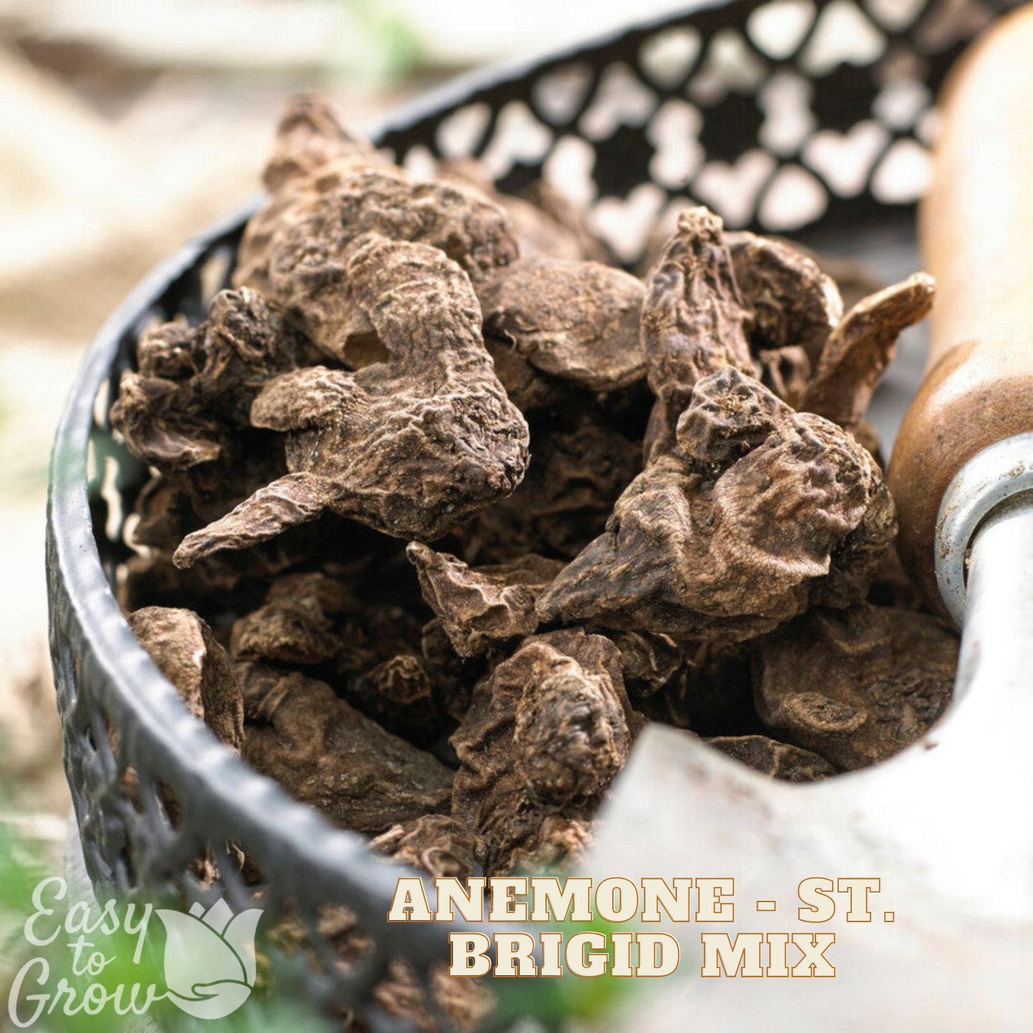 Dried anemone roots in a black basket with 'Easy to Grow' branding.