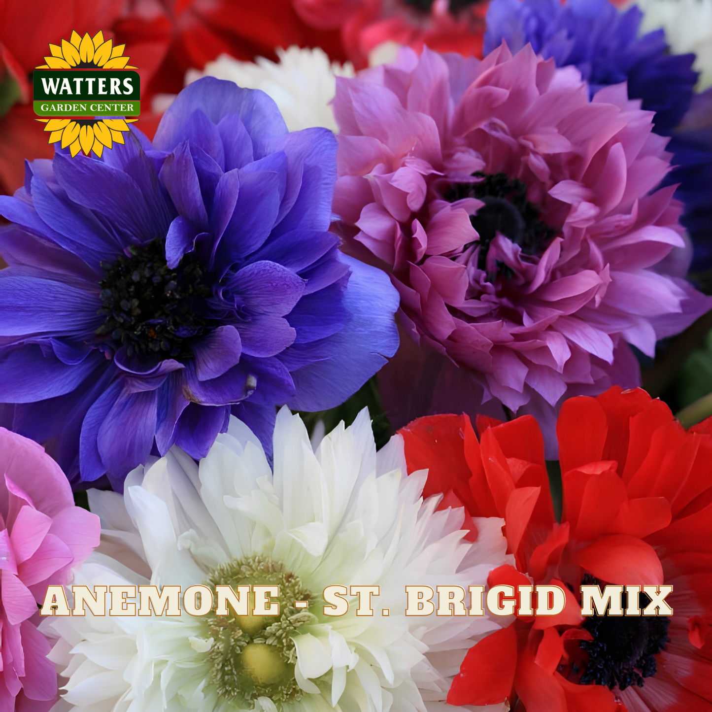 Colorful anemone flowers with Watters Garden Center branding.