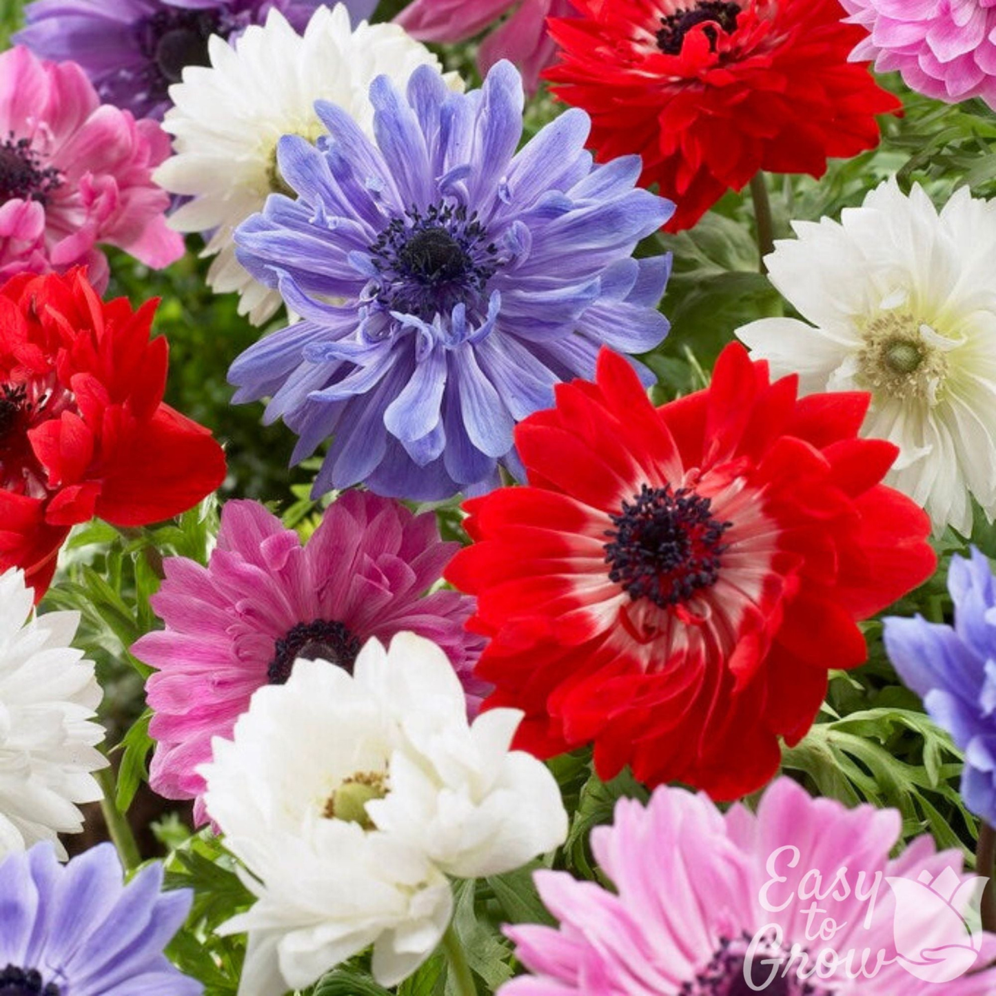 Colorful flowers including red, blue, pink, and white with 'Easy to Grow' text.