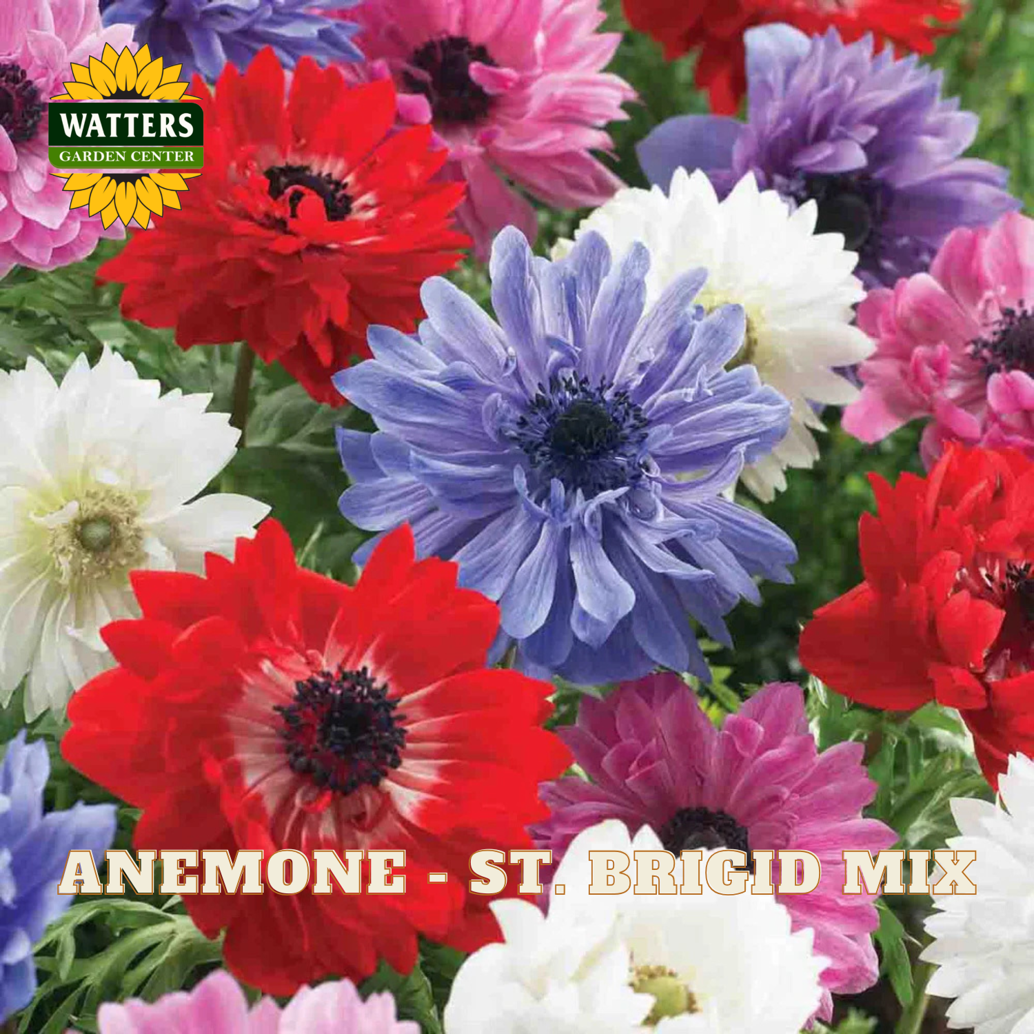 Colorful anemone flowers with Watters Garden Center branding on a green background.