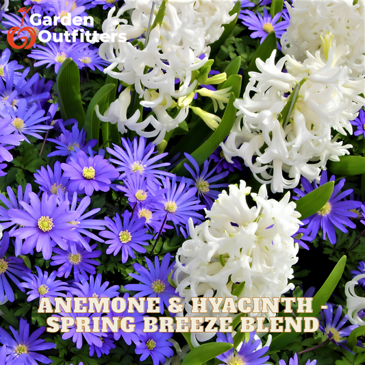 A close-up floral blend of white anemone flowers and purple hyacinths with green foliage, overlaid with the text 'Anemone & Hyacinth Spring Breeze Blend' and a Garden Outfitters logo in the top left.