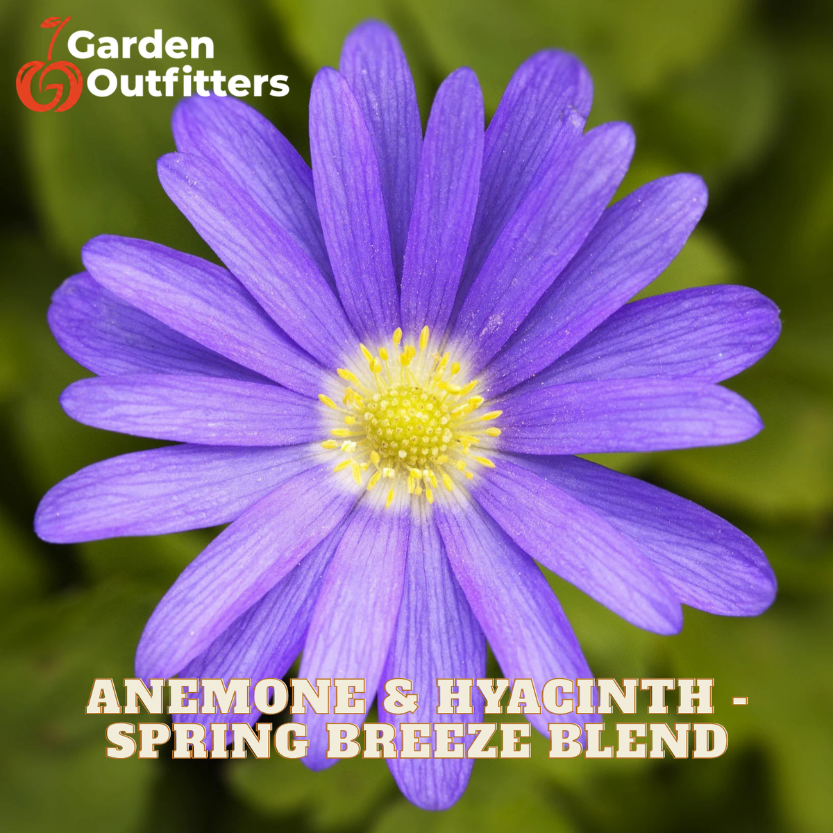 A close-up of a purple anemone and hyacinth flower with a yellow center on a green blurred background, with the Garden Outfitters logo in the top left and the text 'ANEMONE & HYACINTH - SPRING BREEZE BLEND' at the bottom.