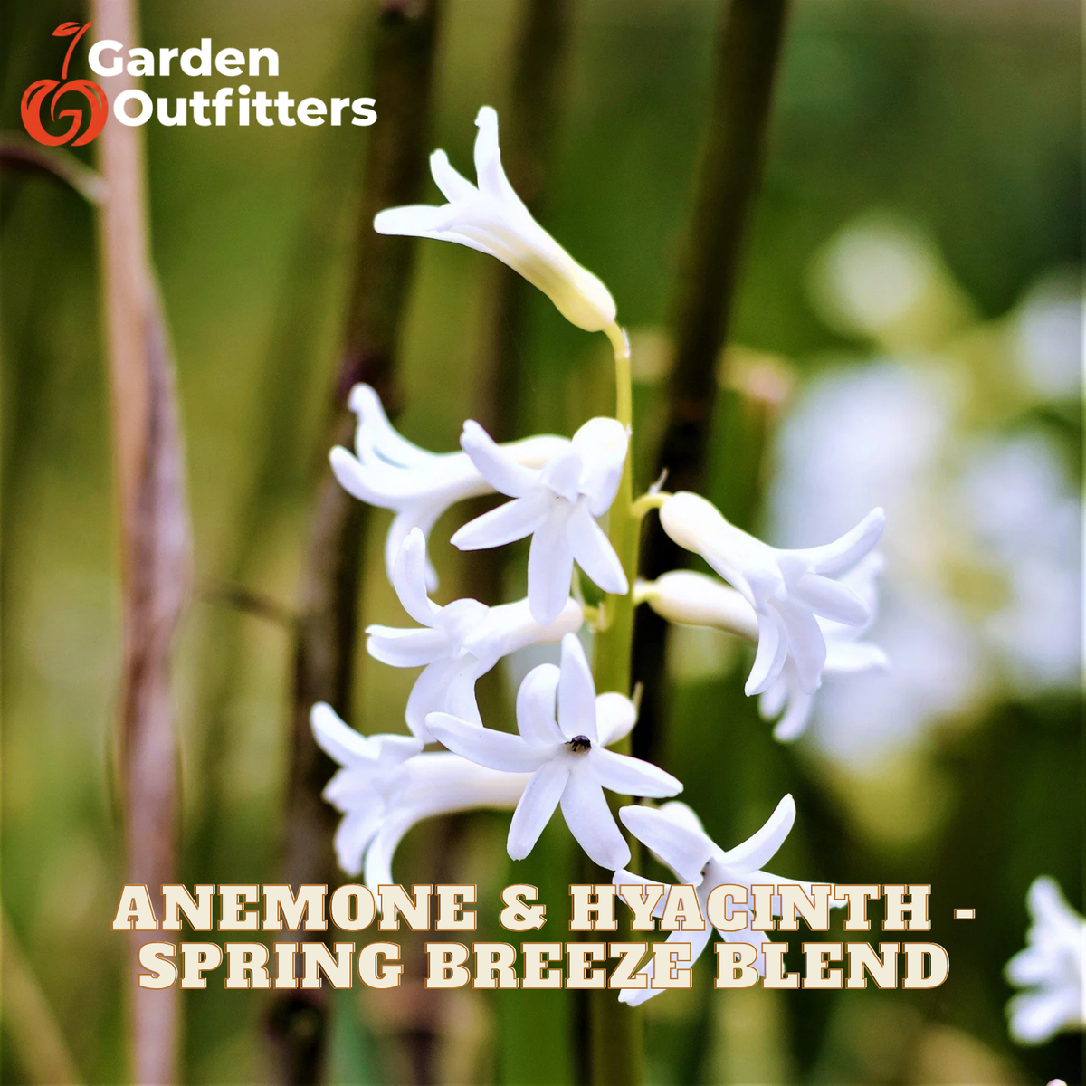 White anemone and hyacinth flowers blooming on green stems, with Garden Outfitters branding and 'Anemone & Hyacinth - Spring Breeze Blend' text overlaid on a blurred garden background.