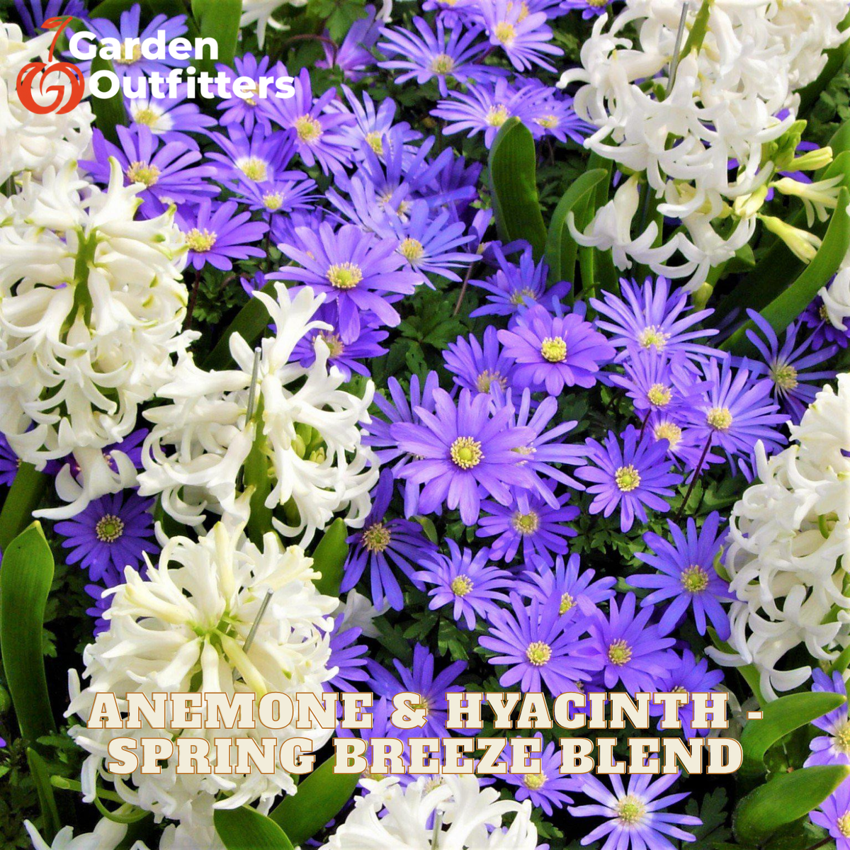 A close-up of a flower blend labeled 'Anemone & Hyacinth - Spring Breeze Blend' by Garden Outfitters, showing purple anemone flowers and white hyacinths with green foliage.