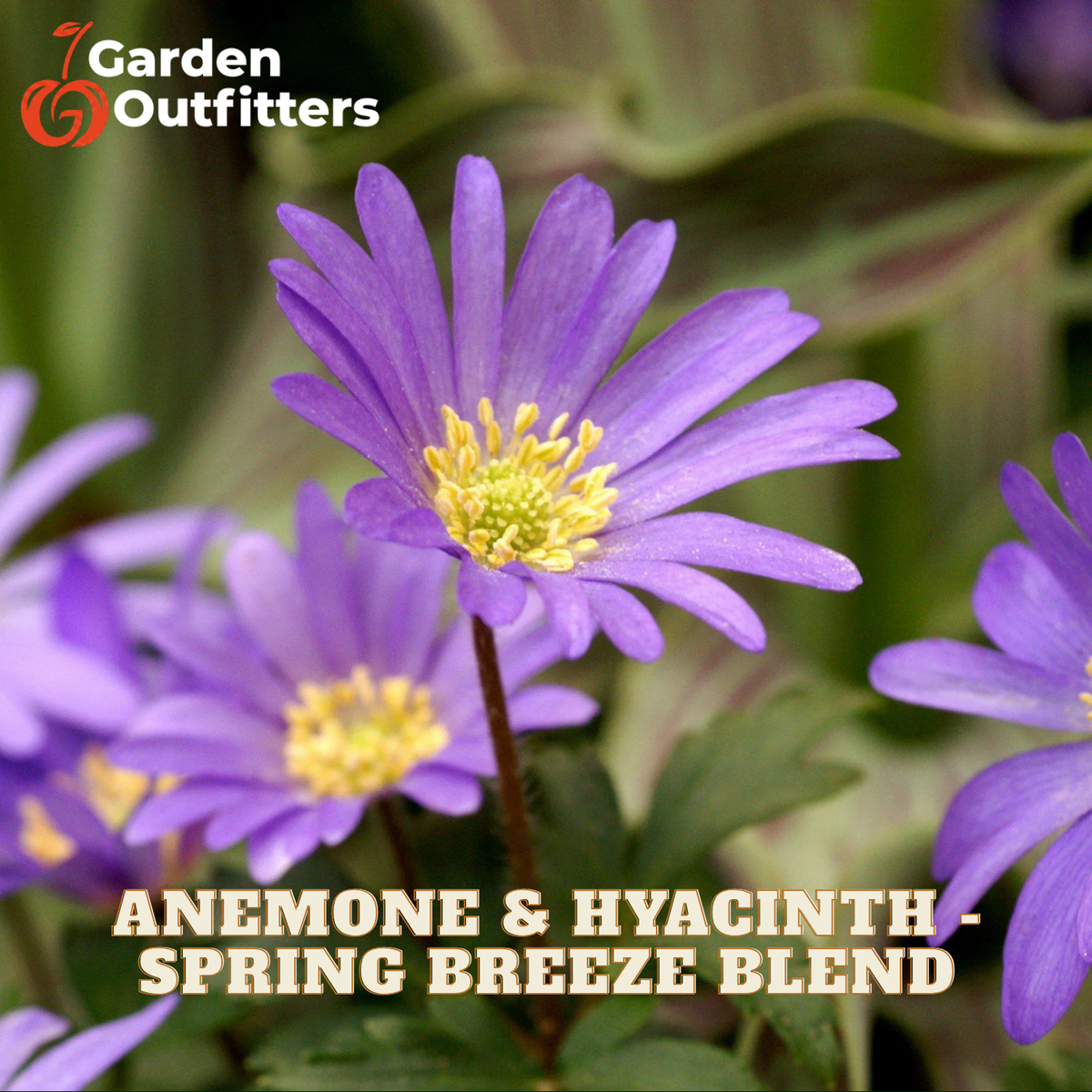 Purple anemone and hyacinth flowers with yellow centers blooming in a garden setting, with the text 'ANEMONE & HYACINTH - SPRING BREEZE BLEND' and a Garden Outfitters logo.