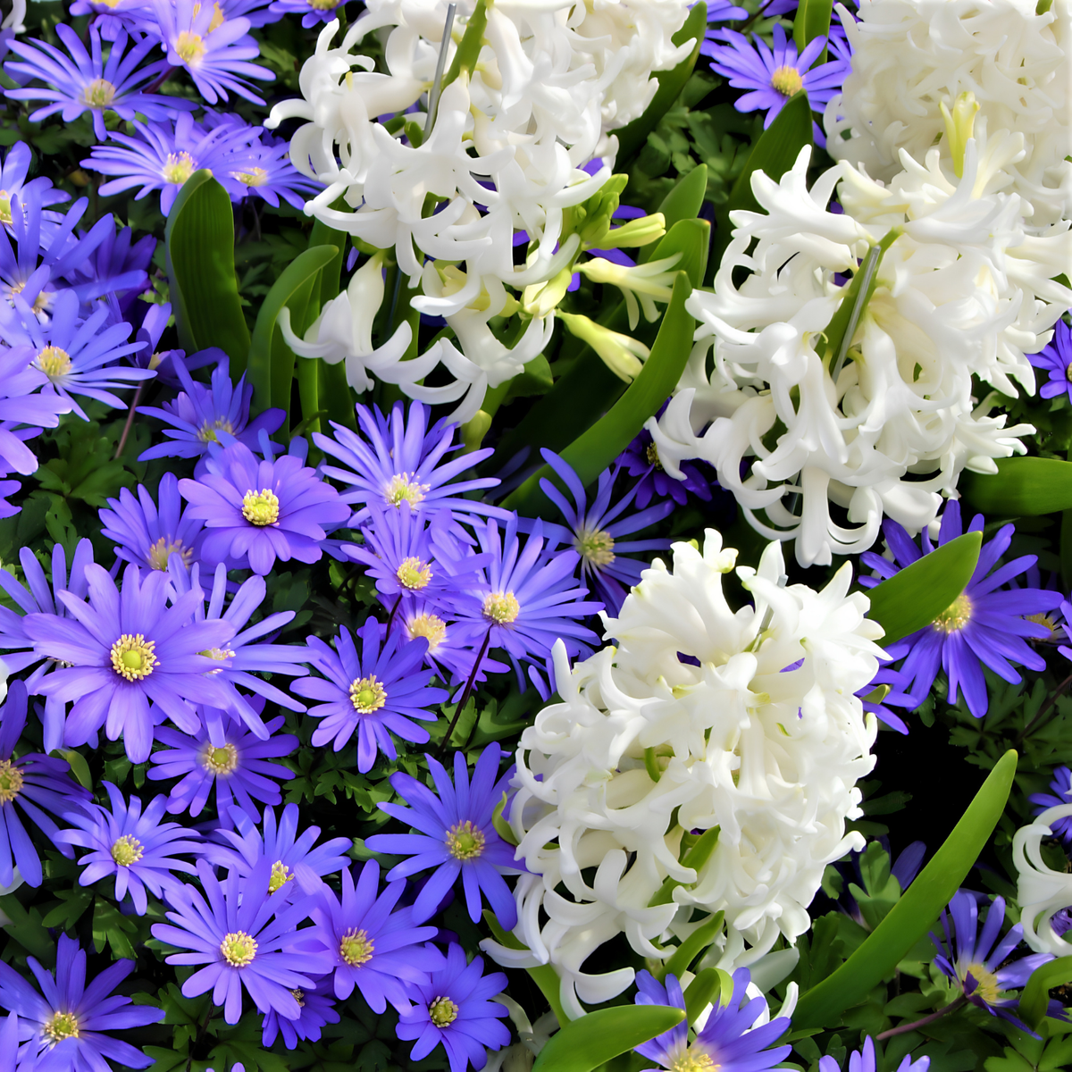 A close-up of mixed flowering plants with clusters of white tubular flowers and many small vivid purple-blue daisy-like flowers with yellow centers, set against dark green foliage.