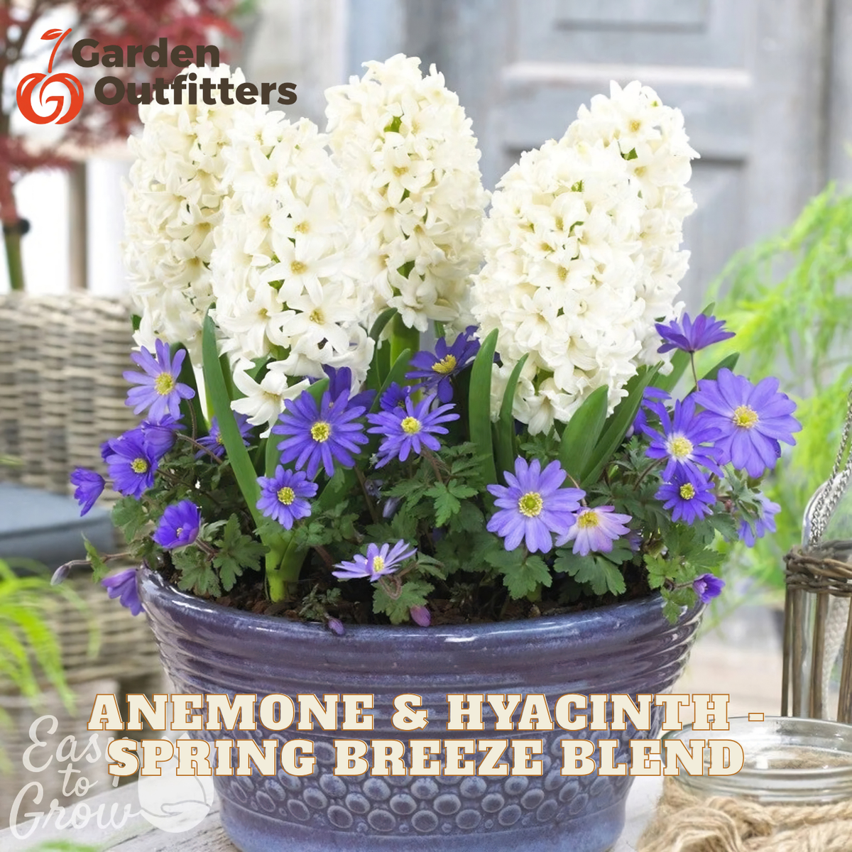 A potted spring flower blend featuring tall white anemone blooms and purple anemone flowers with green foliage, arranged in a blue ceramic planter. The image includes Garden Outfitters branding and the text 'Anemone & Hyacinth - Spring Breeze Blend'.