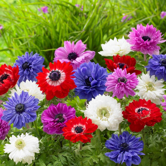 Anemone - St. Brigid Mix