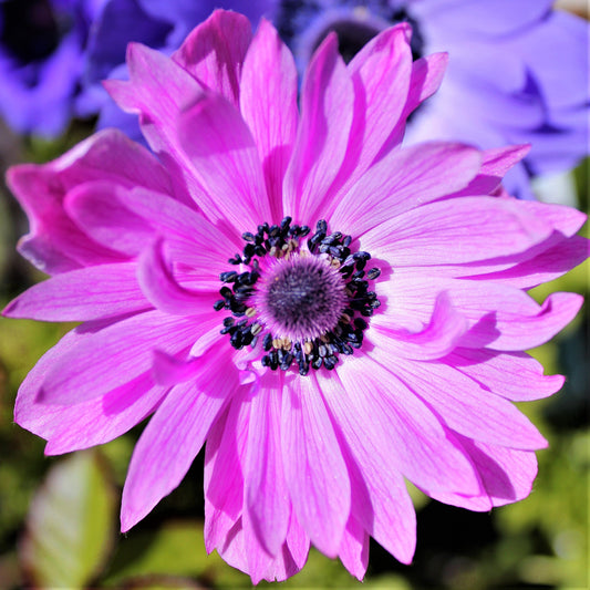 Anemone - The Admiral