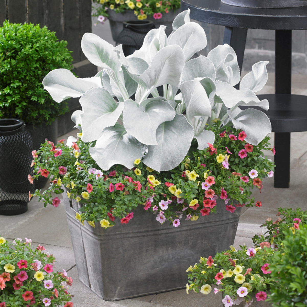 ANGEL WINGS SENECIO 1 gal