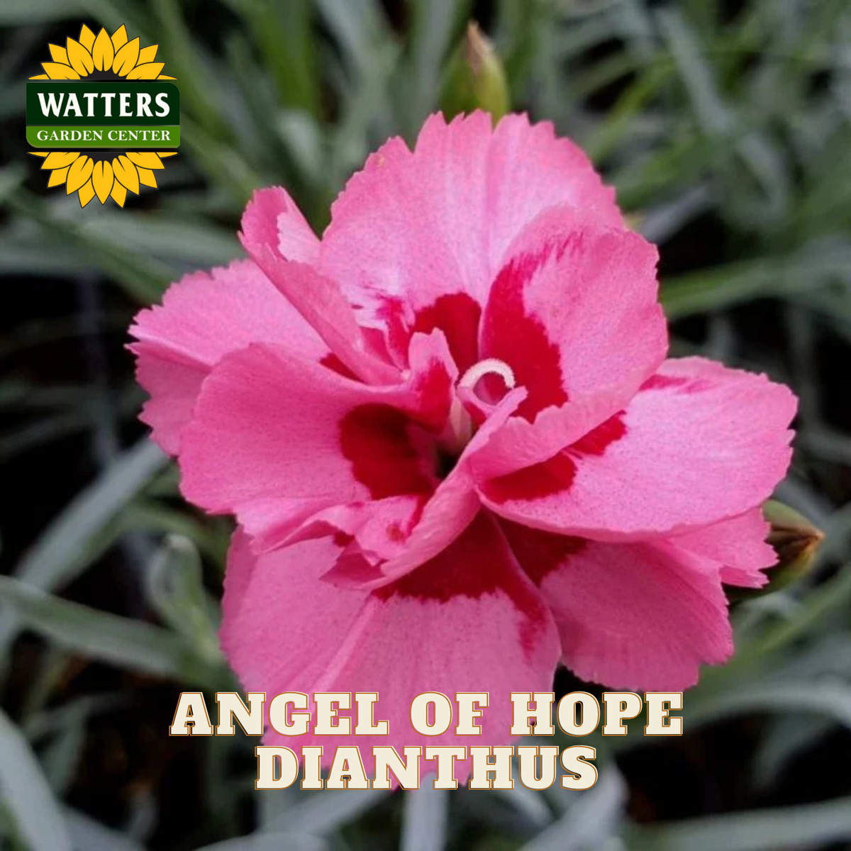 ANGEL OF HOPE DIANTHUS 1gal