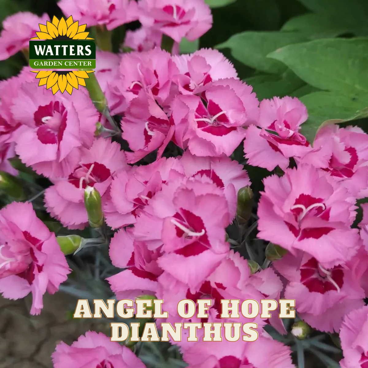 ANGEL OF HOPE DIANTHUS 1gal