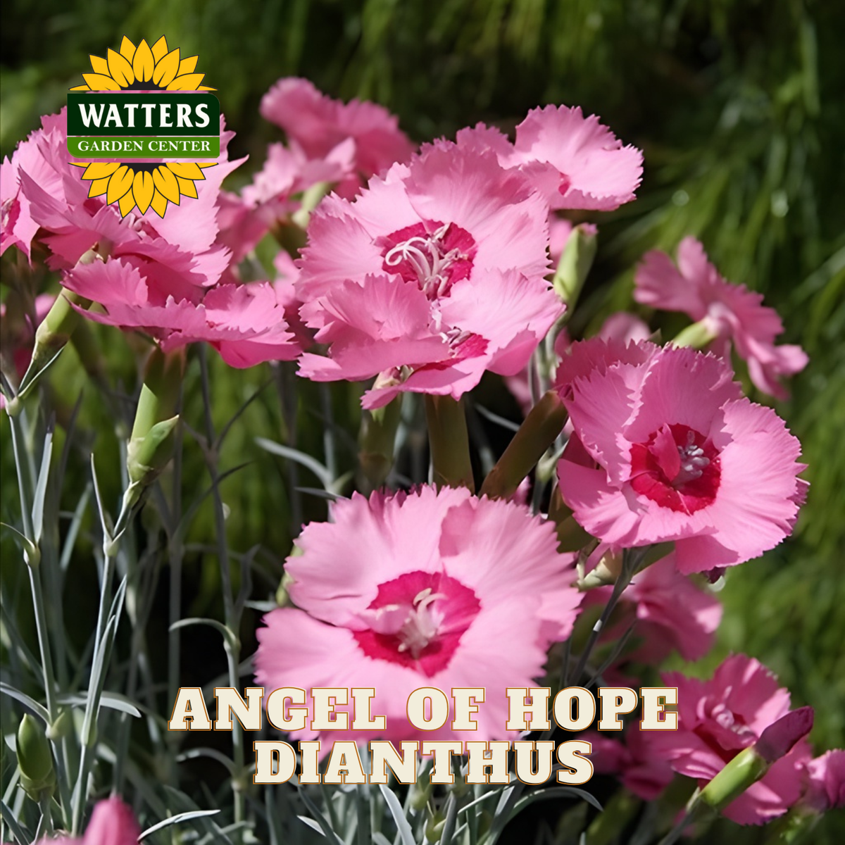 ANGEL OF HOPE DIANTHUS 1gal
