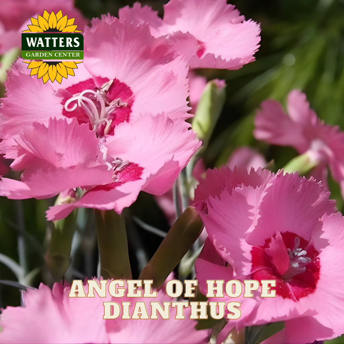 ANGEL OF HOPE DIANTHUS 1gal
