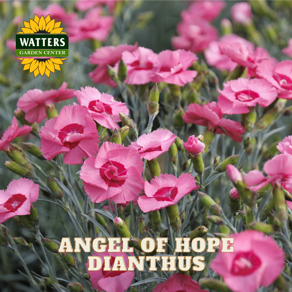 ANGEL OF HOPE DIANTHUS 1gal