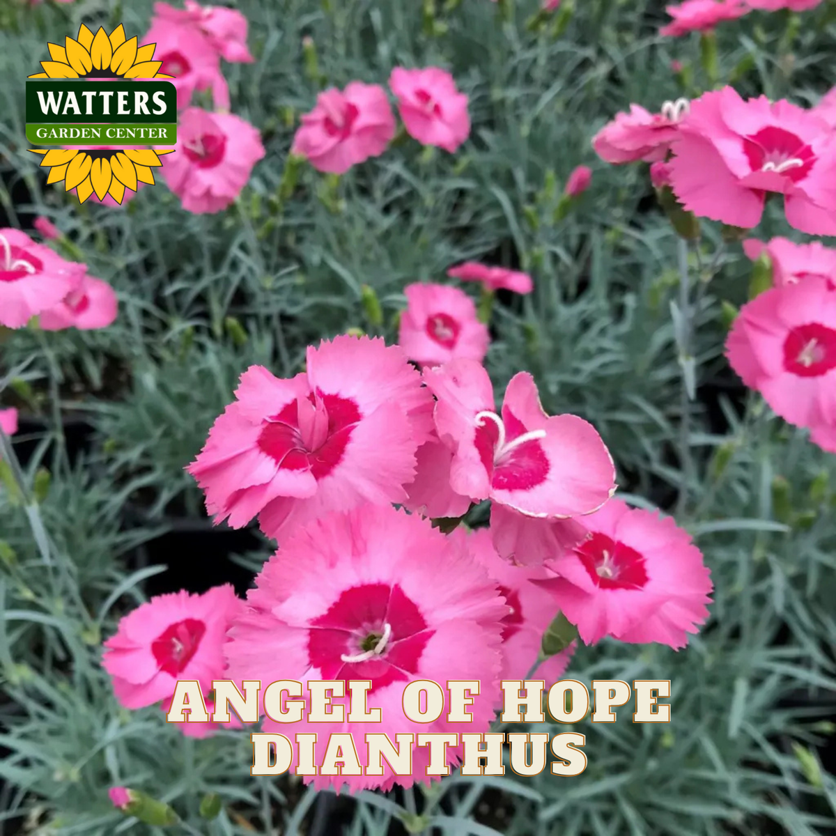 ANGEL OF HOPE DIANTHUS 1gal