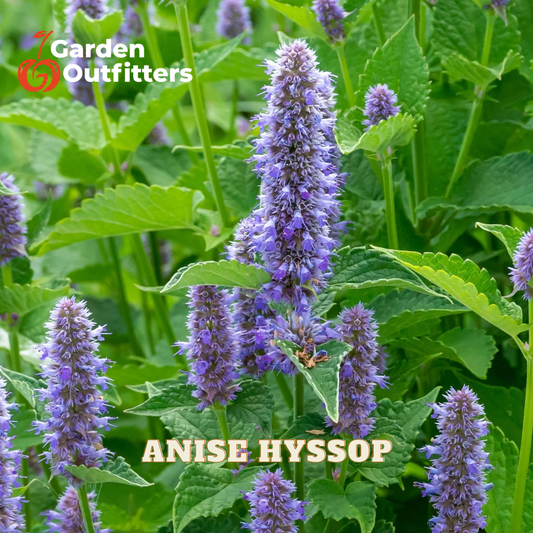 Anise hyssop plant with tall purple flower spikes and green leaves, shown in a garden-style close-up. The text 'Anise Hyssop' appears at the bottom, and a 'Garden Outfitters' logo appears in the top left corner.