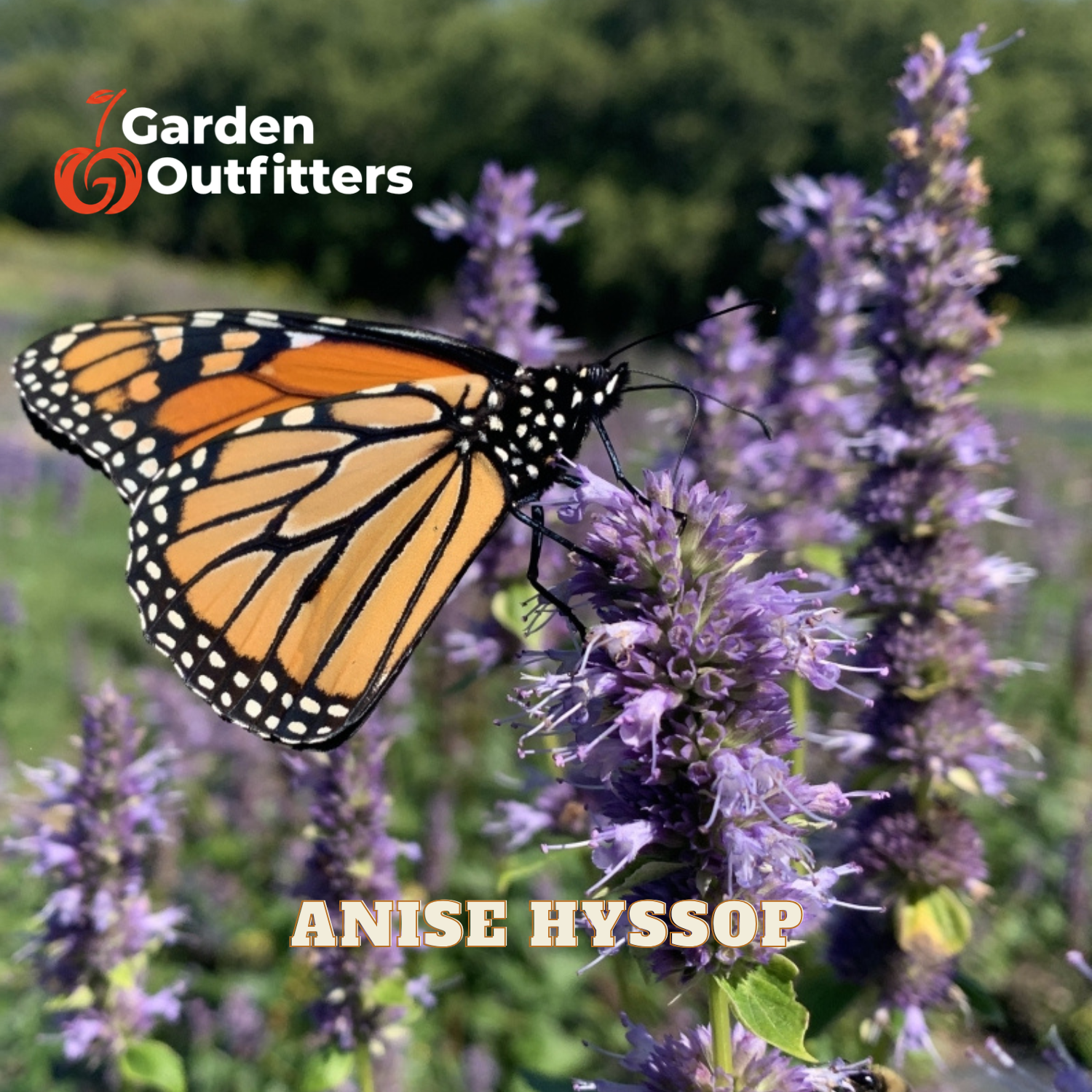 A monarch butterfly perched on purple anise hyssop flowers, with the text 'Garden Outfitters' in the top left and 'ANISE HYSSOP' in the bottom center. The background is a soft-focus green garden.