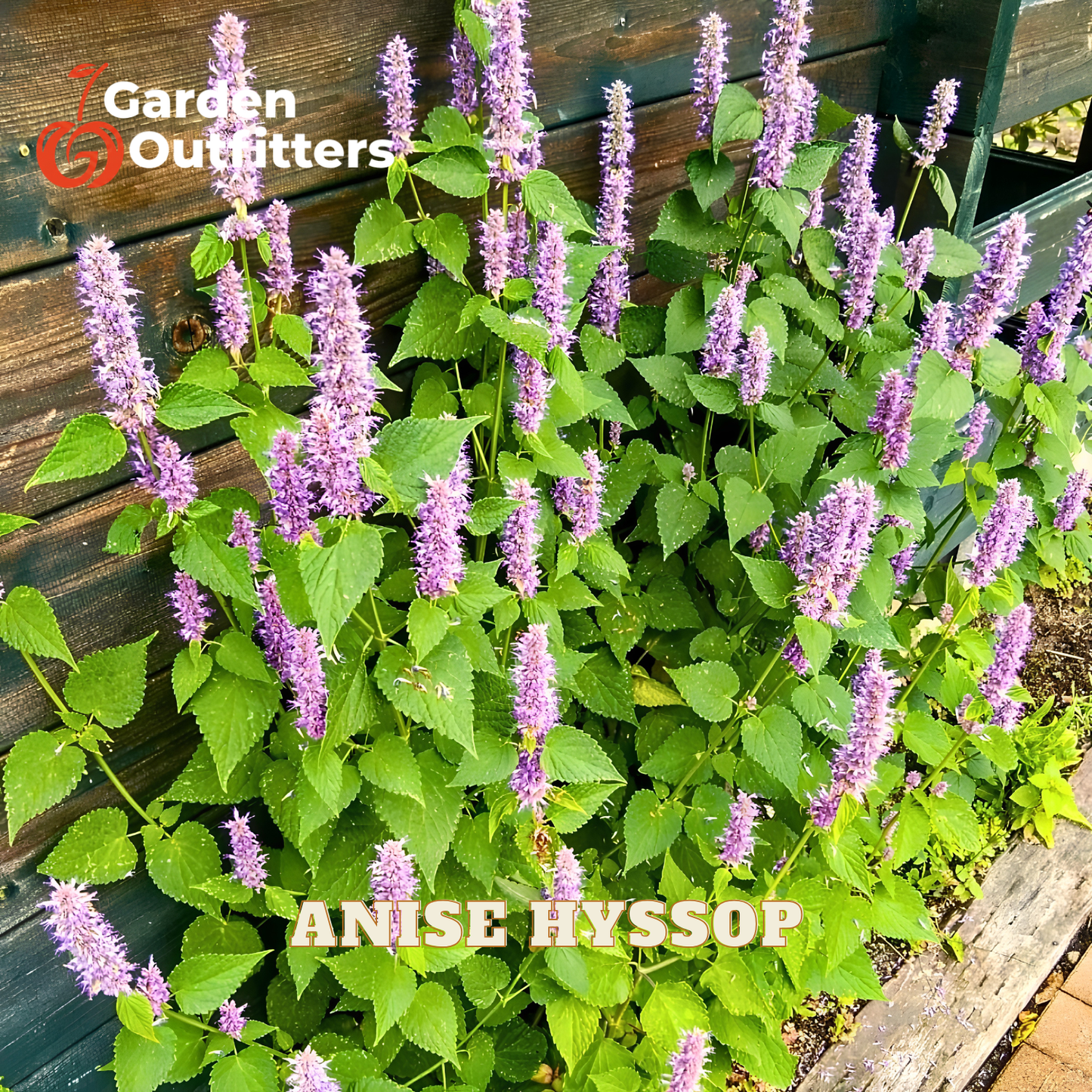 Anise hyssop plant with tall spikes of purple flowers and green leaves growing against a dark wooden fence. A Garden Outfitters logo is visible in the top left, and 'ANISE HYSSOP' is written in white text at the bottom.