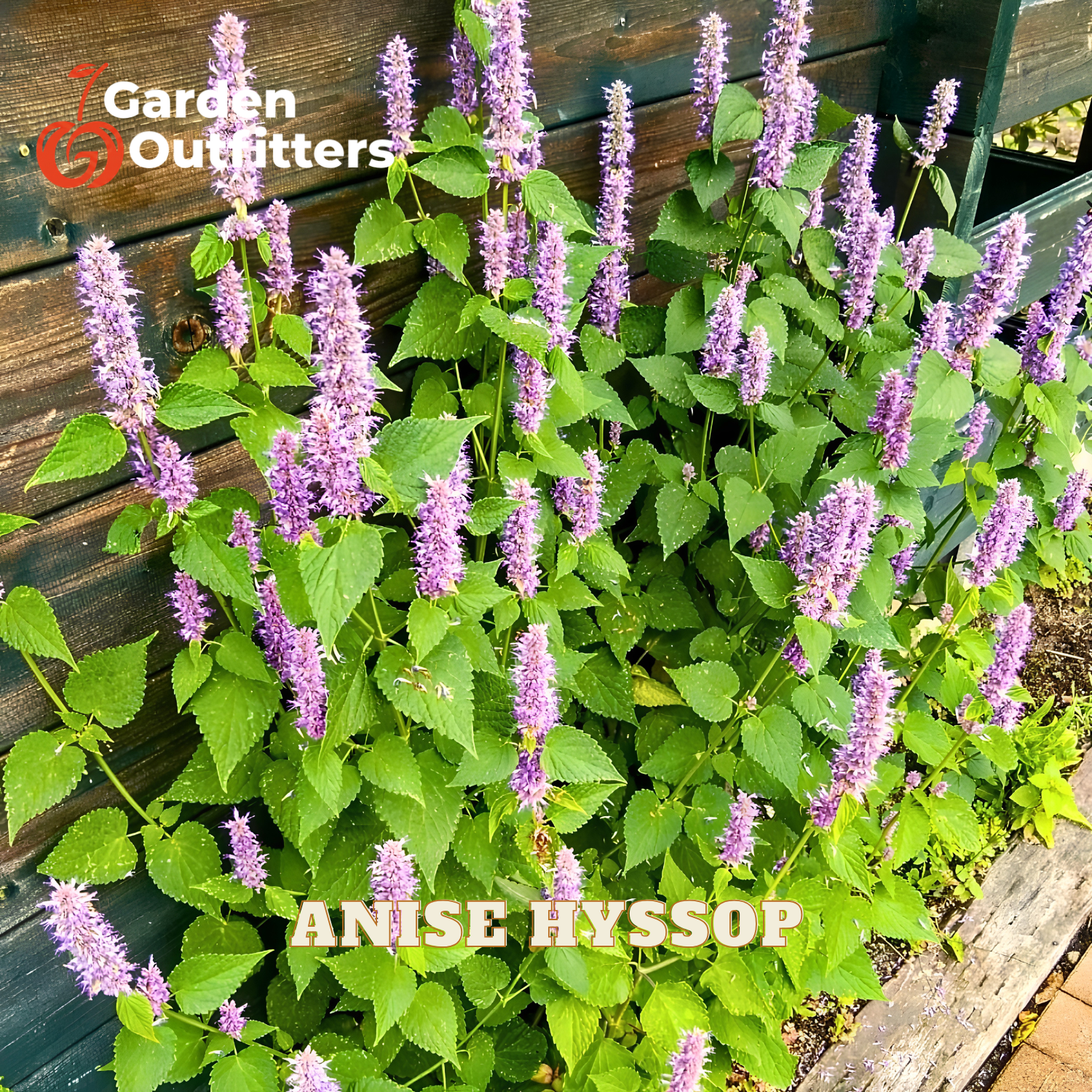 Anise hyssop plant with tall spikes of purple flowers and green leaves growing against a dark wooden fence. A Garden Outfitters logo is visible in the top left, and 'ANISE HYSSOP' is written in white text at the bottom.