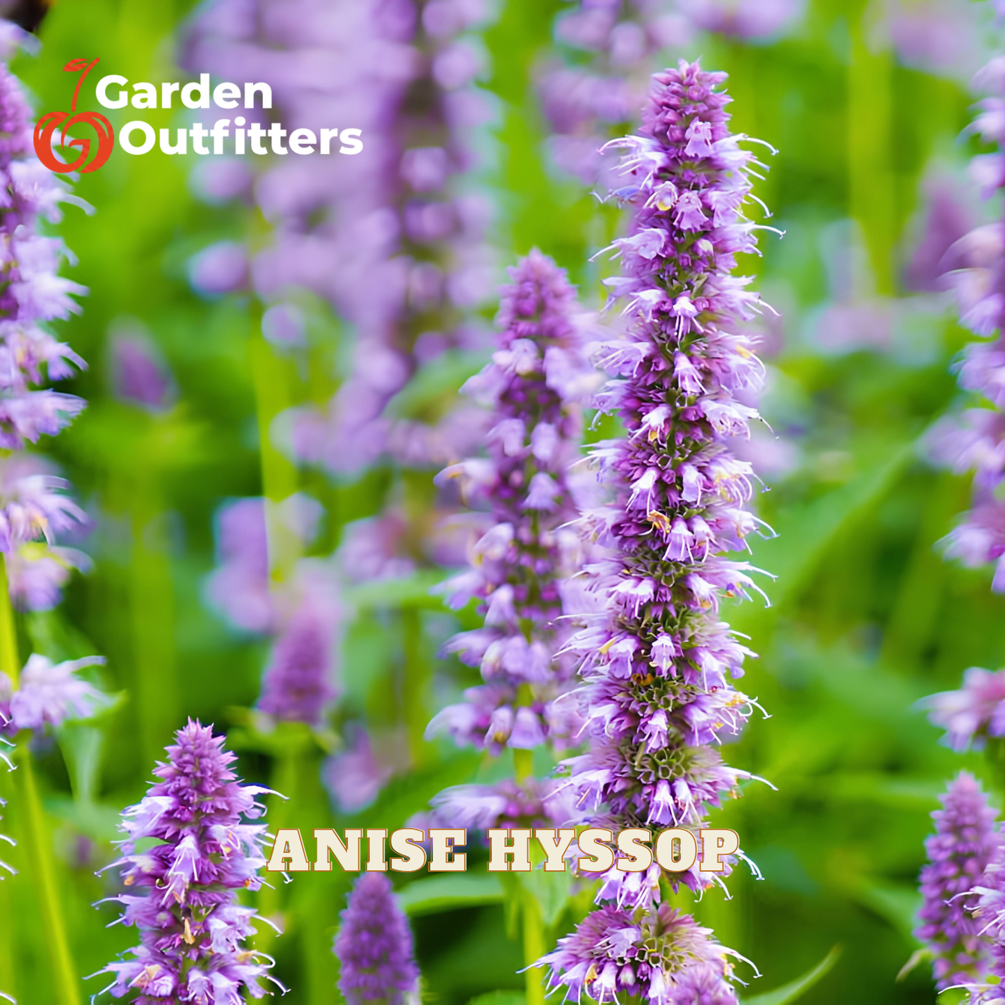 Purple anise hyssop flowers blooming in a garden setting with green foliage, featuring a 'Garden Outfitters' logo in the top left and 'ANISE HYSSOP' text at the bottom.