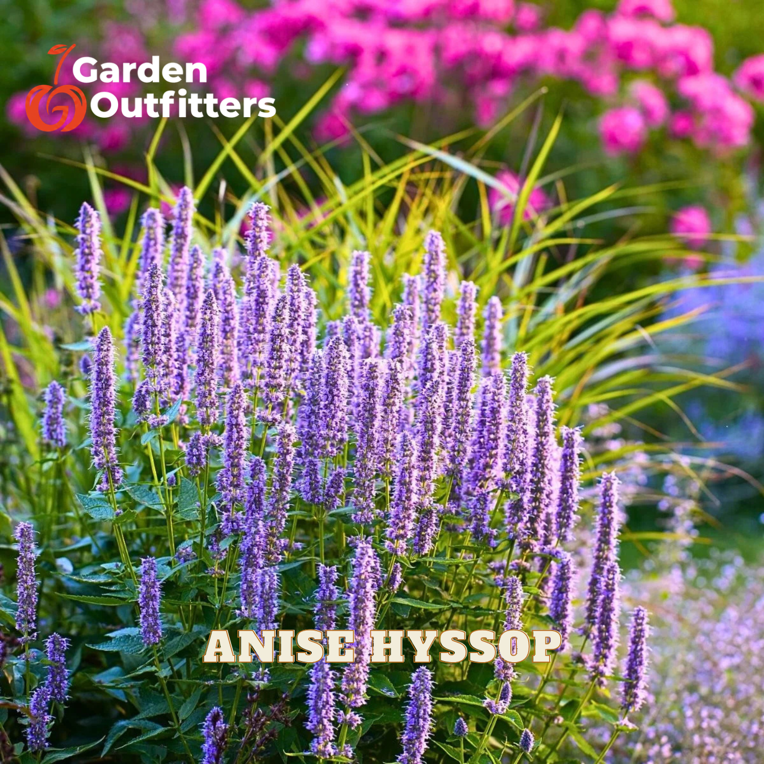Purple anise hyssop flowers blooming in a garden setting, with green foliage and pink flowers blurred in the background. The text 'Garden Outfitters' is visible in the top left corner, and 'ANISE HYSSOP' is written at the bottom.