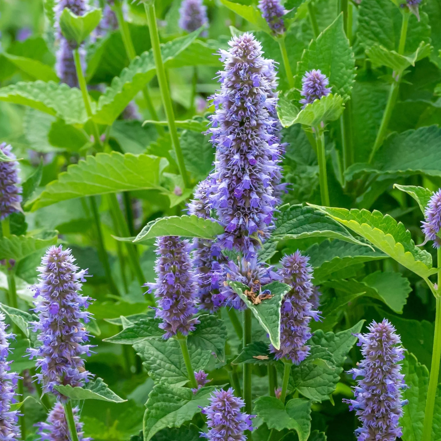Purple catnip flowers in tall spike clusters with green leaves, photographed in a natural outdoor setting.