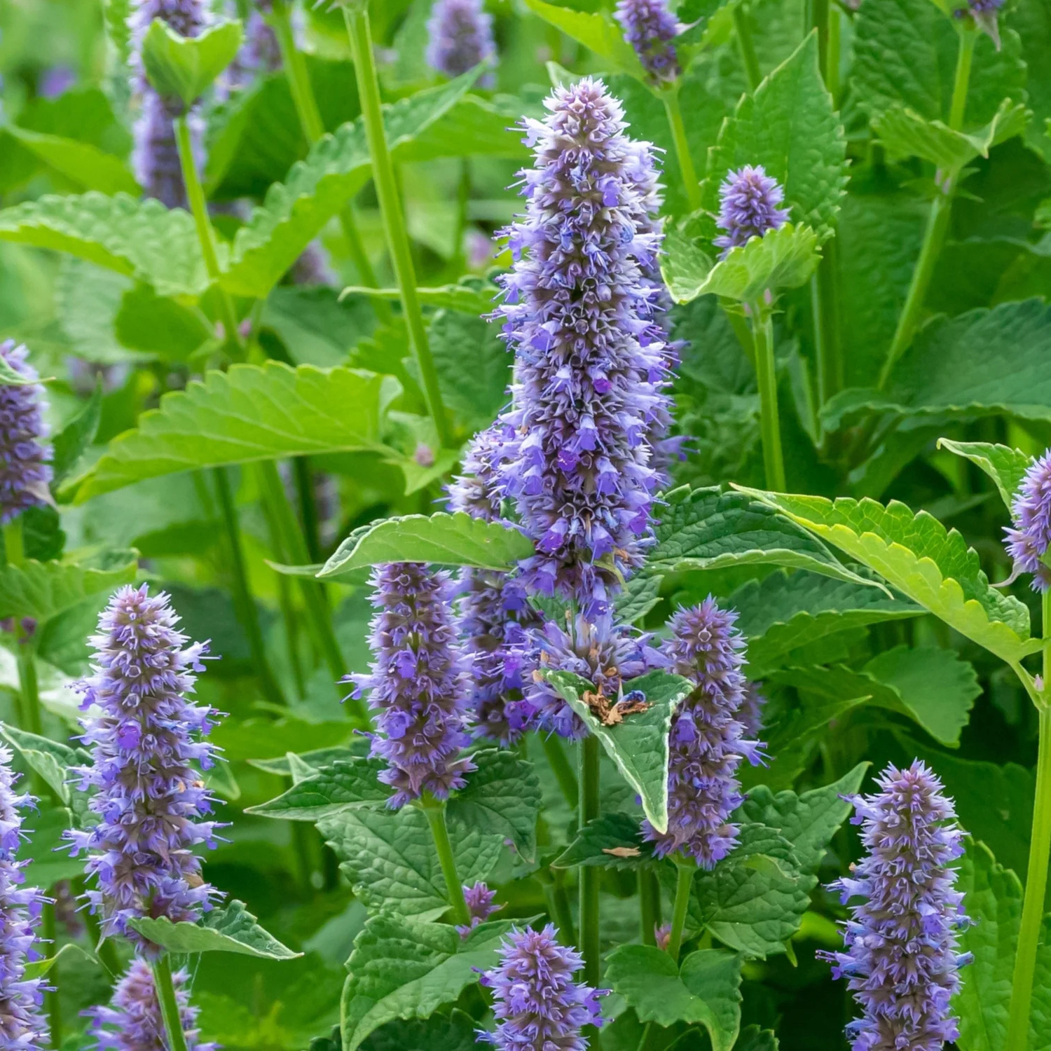 Purple catnip flowers in tall spike clusters with green leaves, photographed in a natural outdoor setting.