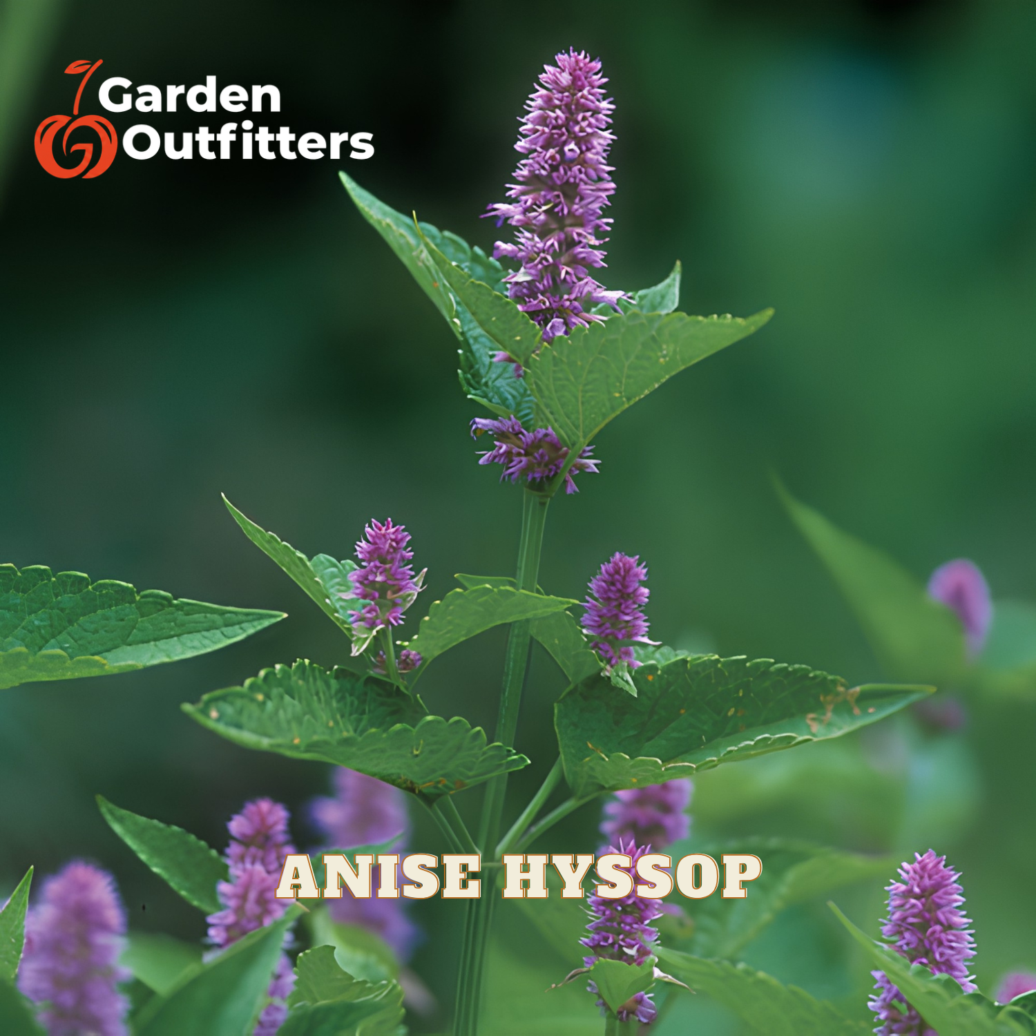 Anise Hyssop plant with purple flower spikes and green leaves, shown in a garden-style close-up with the text 'Anise Hyssop' and a Garden Outfitters logo.
