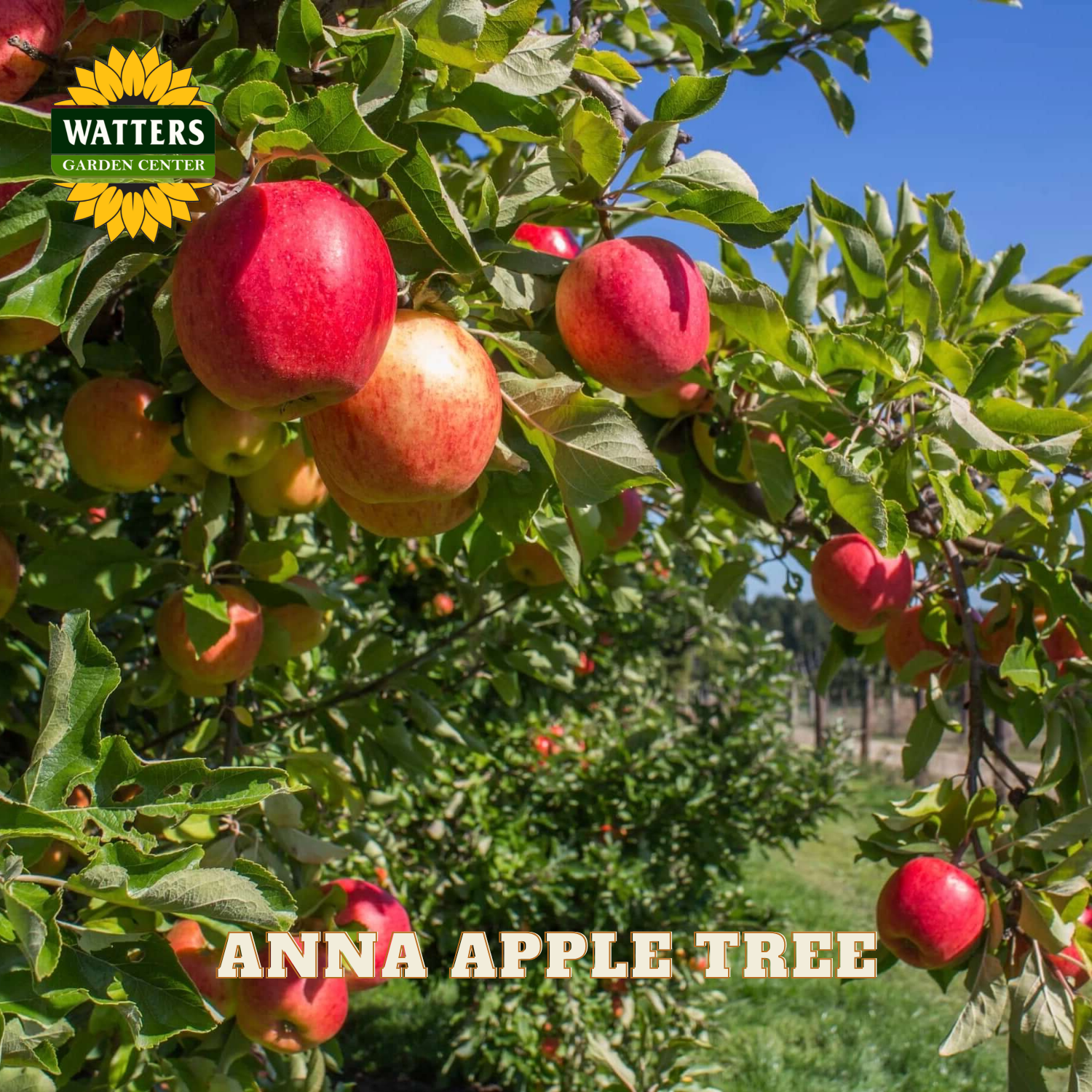 Red apples on an Anna apple tree with Watters Garden Center logo.