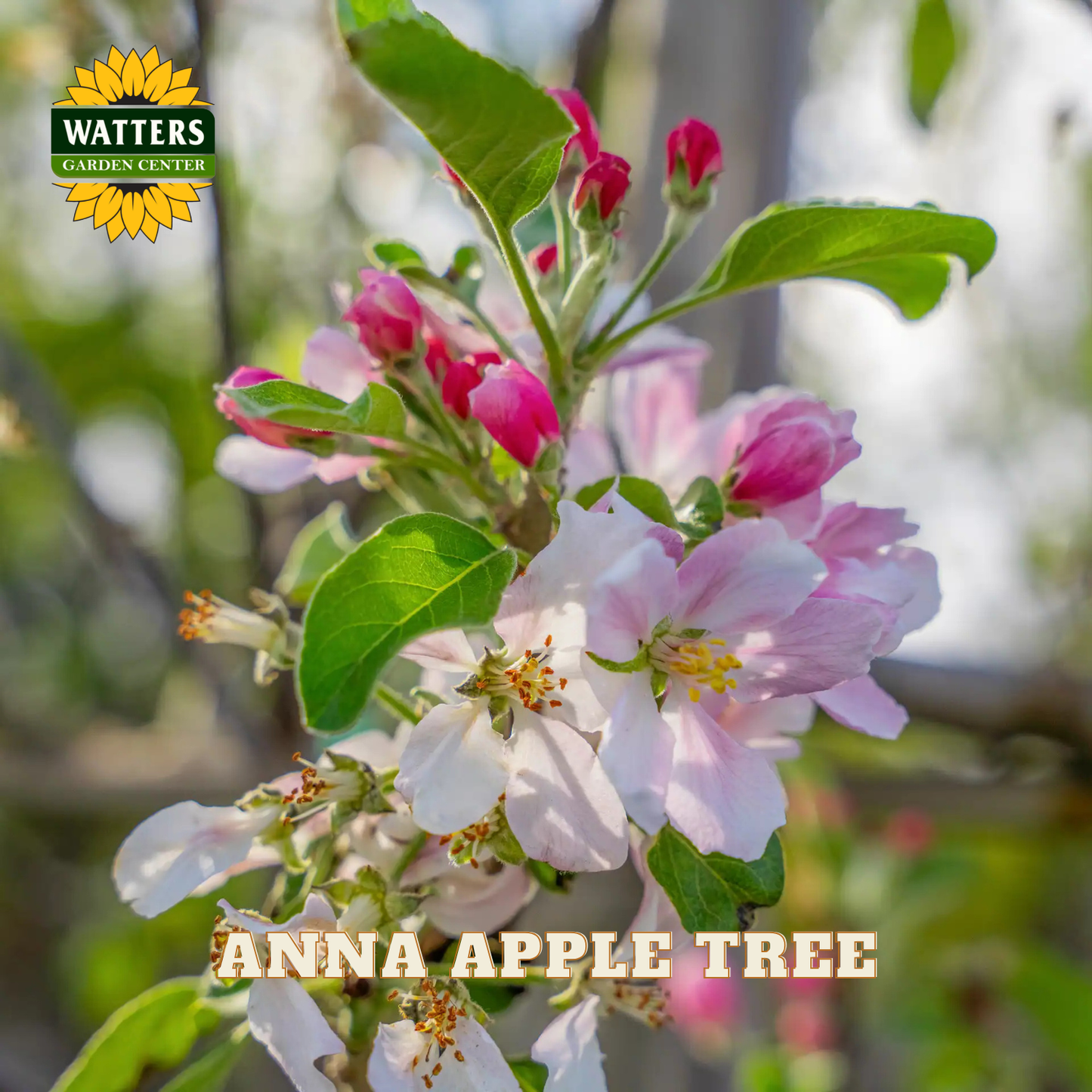 Flowering Anna Apple Tree with Watters Garden Center branding