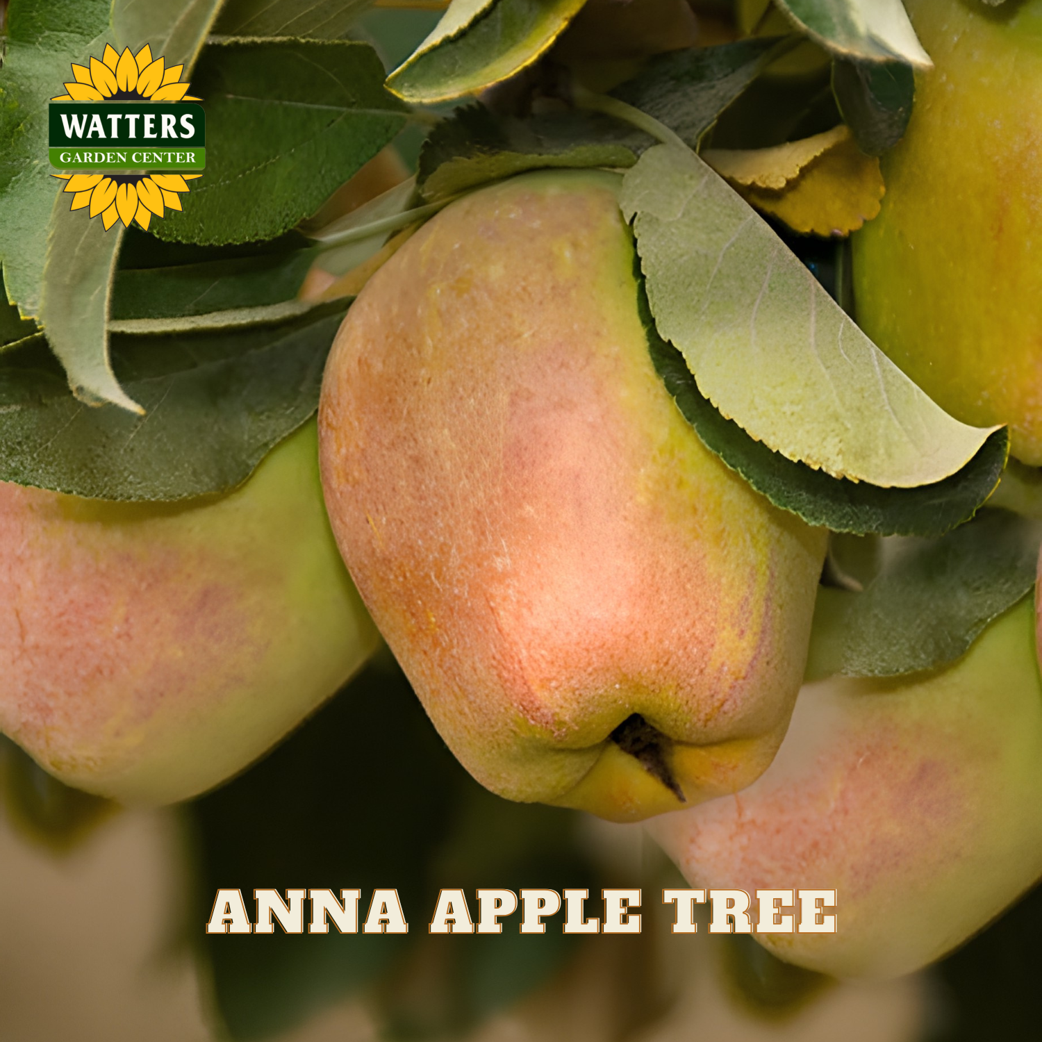 Apples on a branch with 'Watters Garden Center' logo and 'Anna Apple Tree' text.