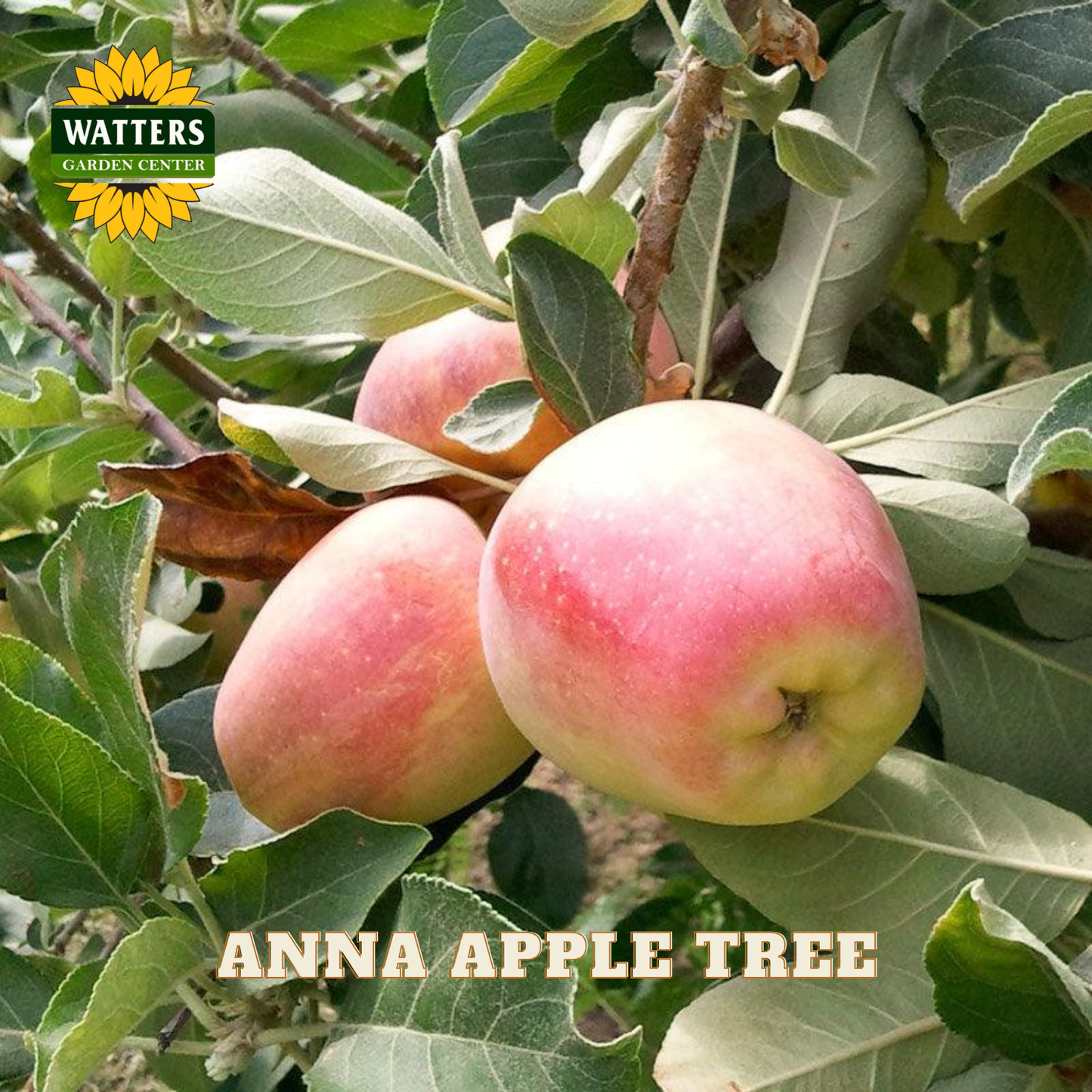 Apples on a tree branch with Watters Garden Center logo and 'Anna Apple Tree' text.