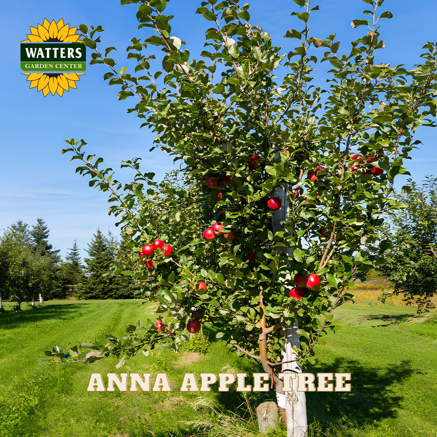 Anna apple tree with red apples in an orchard setting, featuring Watters Garden Center logo.