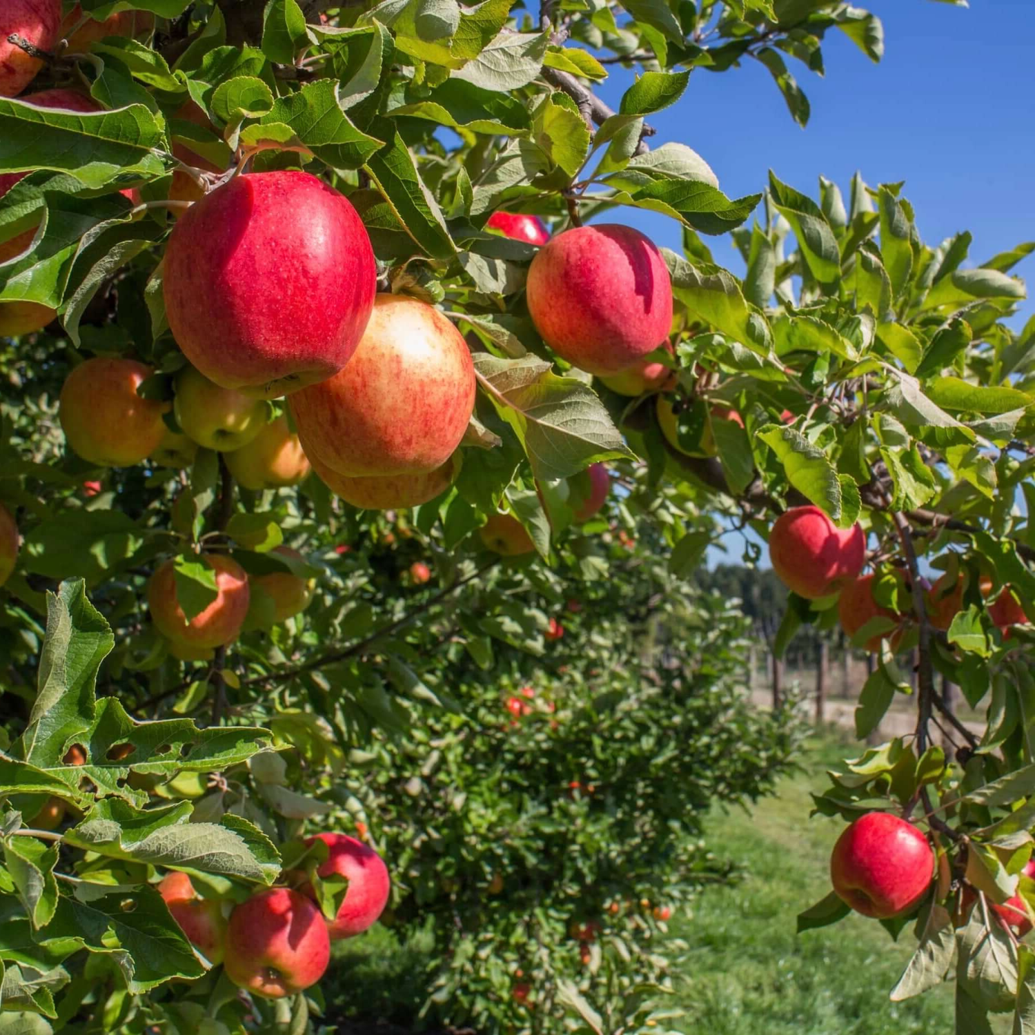 Apples hanging from a tree in an orchard with a clear blue sky.