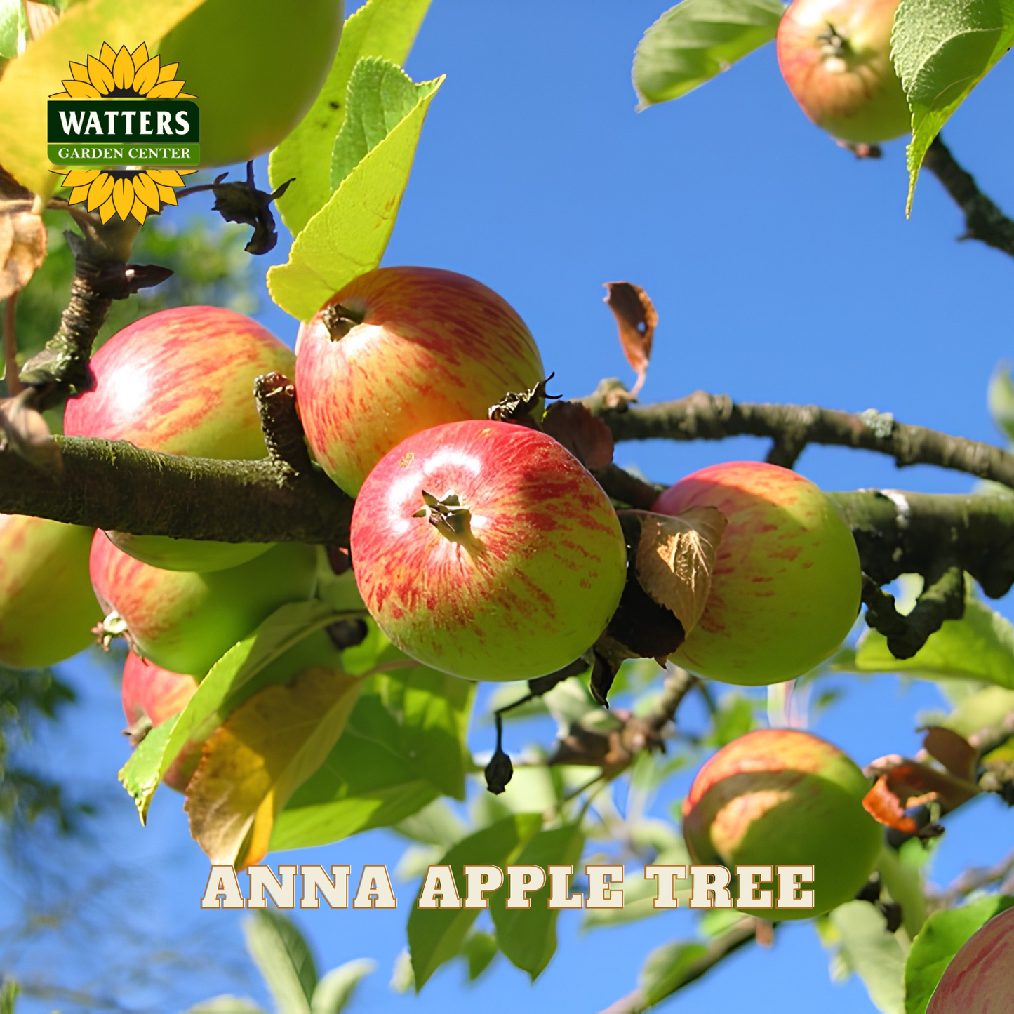 Apples on a tree branch with a clear blue sky background, featuring Watters Garden Center branding.