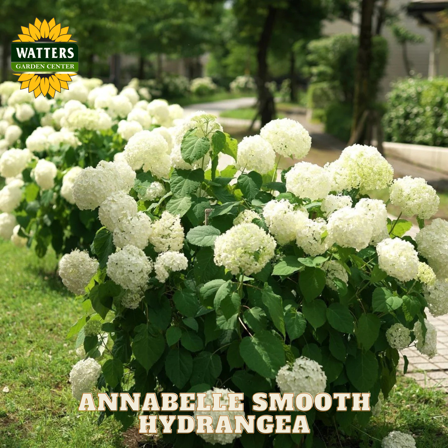 Annabelle Smooth Hydrangea plant with Watters Garden Center branding in a garden setting.