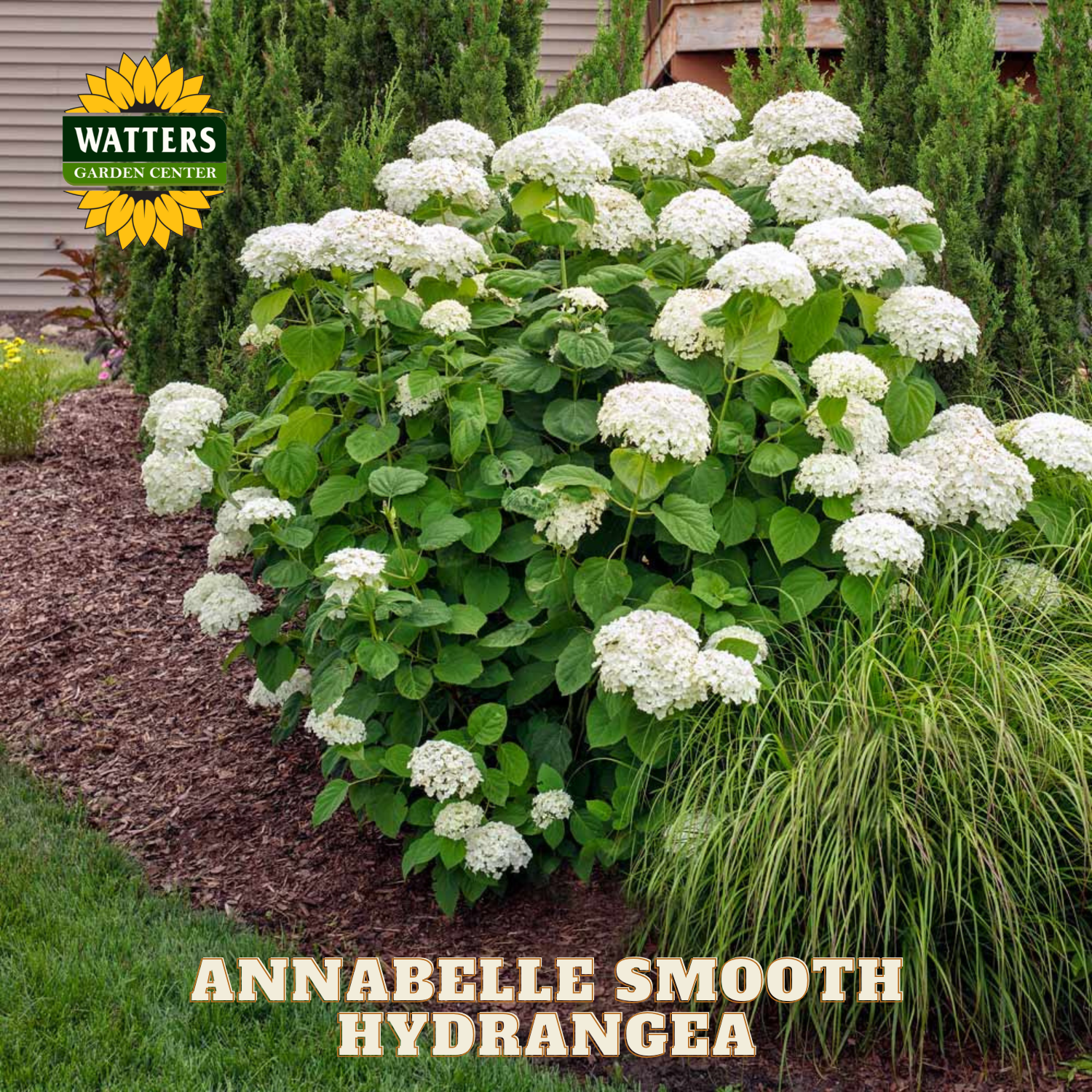 Annabelle Smooth Hydrangea plant with Watters Garden Center logo in the corner.